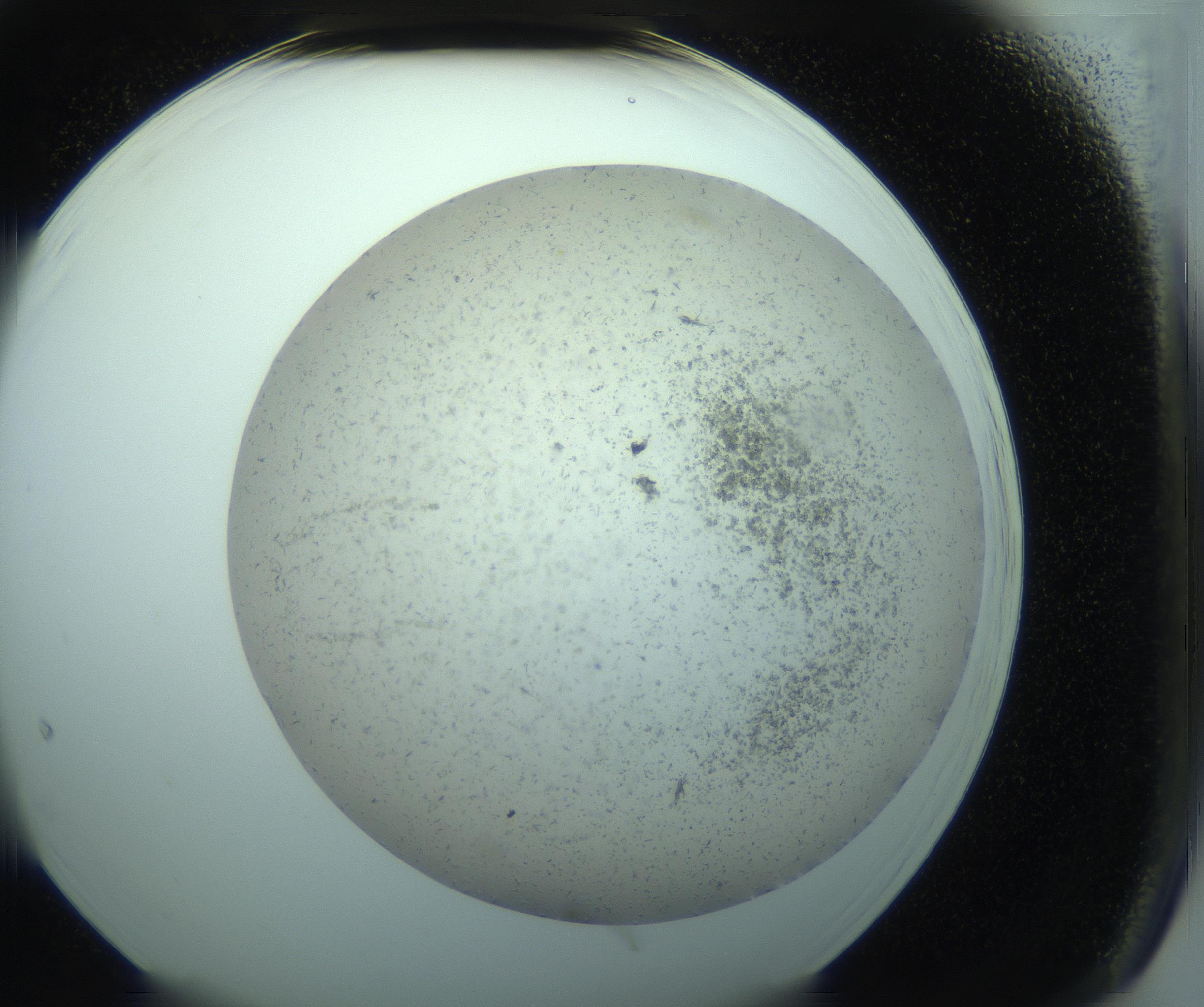 RI01_03_000_0212_Proj1_Clon1_MC_0000MC103238_004_170201_05_06_02_00_99_002_001_RAI.jpg