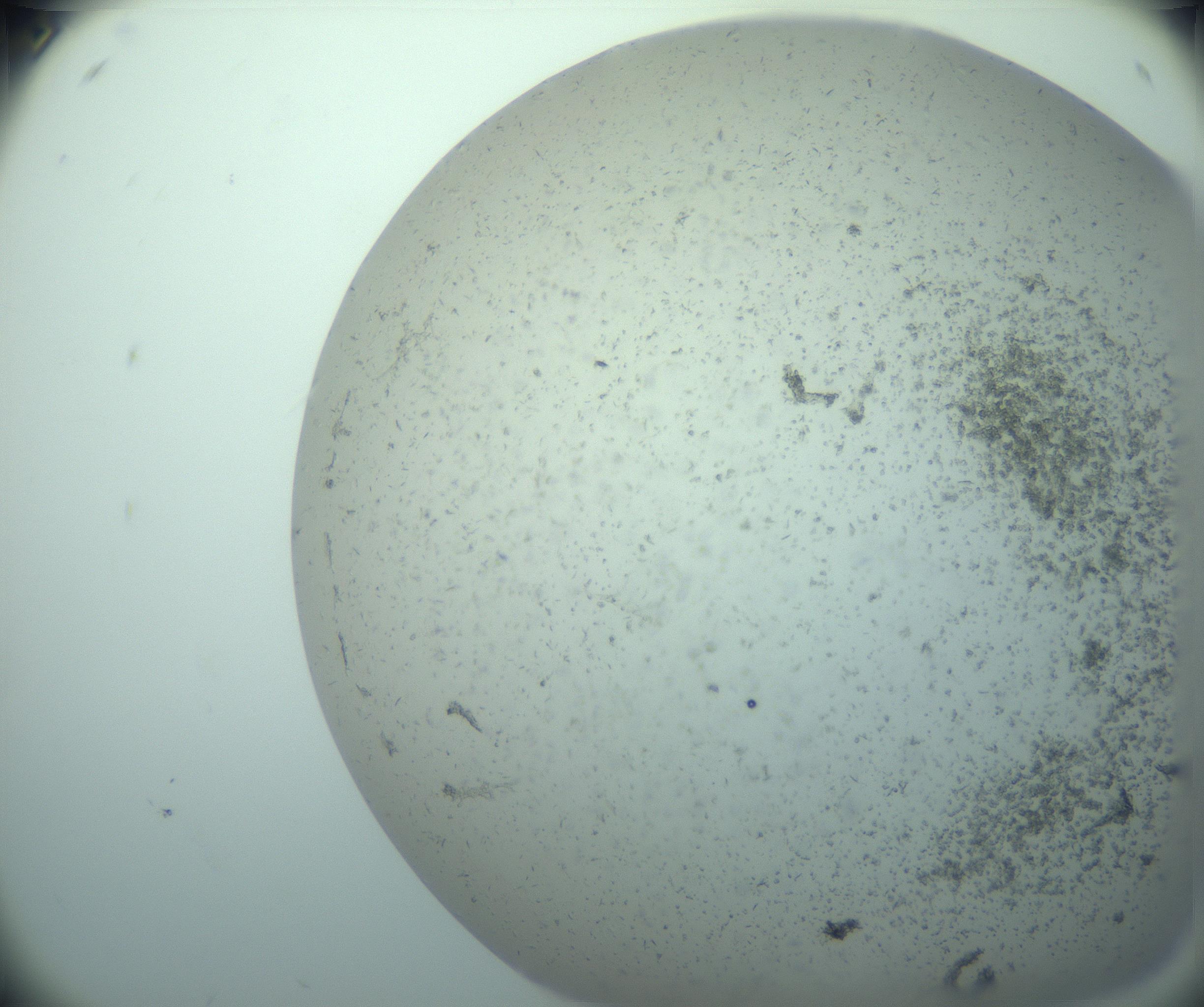 RI01_03_000_0212_Proj1_Clon1_MC_0000MC103238_004_170201_06_02_02_00_99_002_001_RAI.jpg