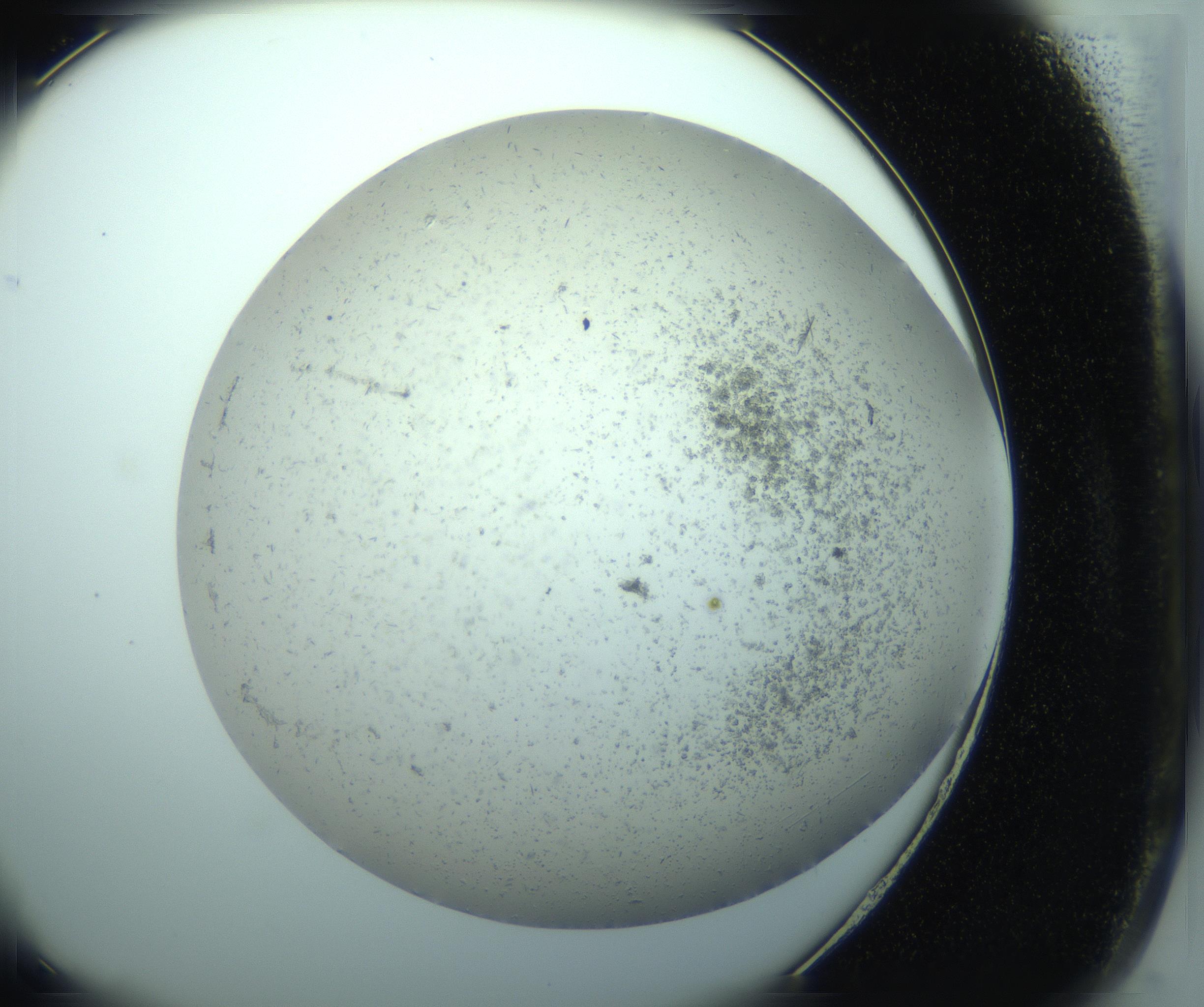 RI01_03_000_0212_Proj1_Clon1_MC_0000MC103238_004_170201_06_06_02_00_99_002_001_RAI.jpg