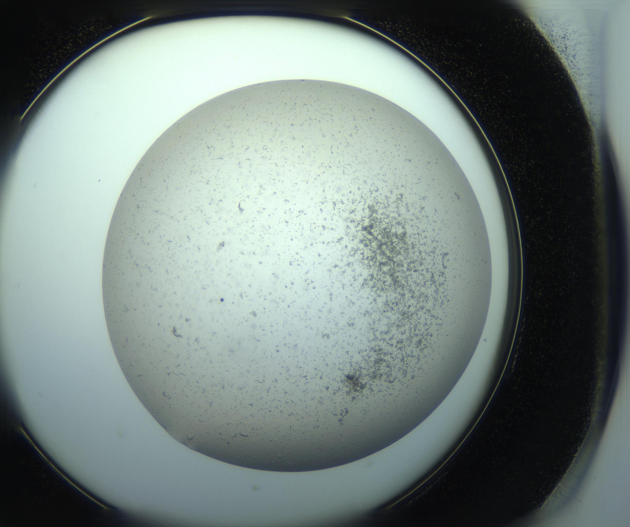 RI01_03_000_0212_Proj1_Clon1_MC_0000MC103238_004_170201_06_08_02_00_99_002_001_RAI.jpg