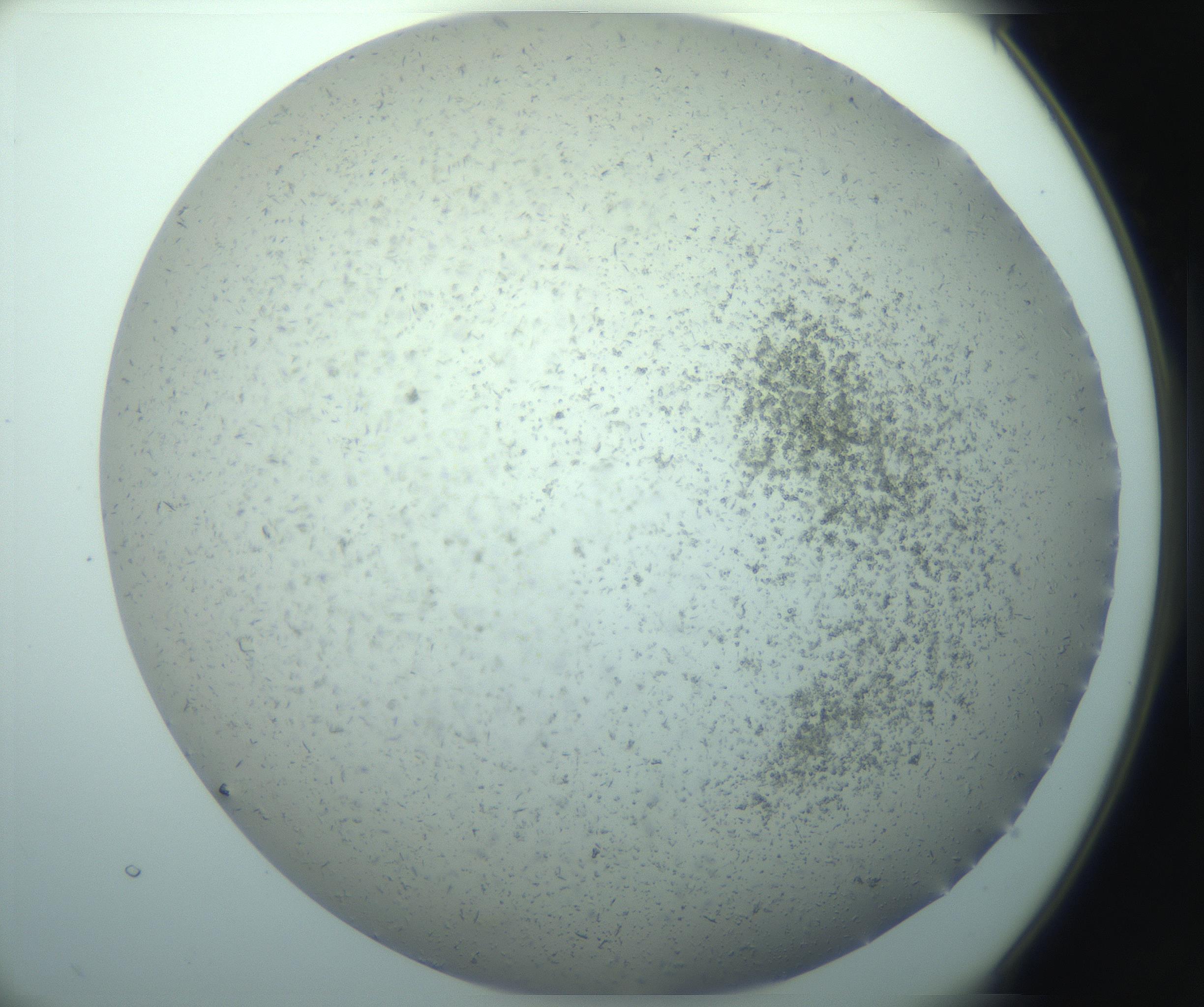 RI01_03_000_0212_Proj1_Clon1_MC_0000MC103238_004_170201_07_02_02_00_99_002_001_RAI.jpg