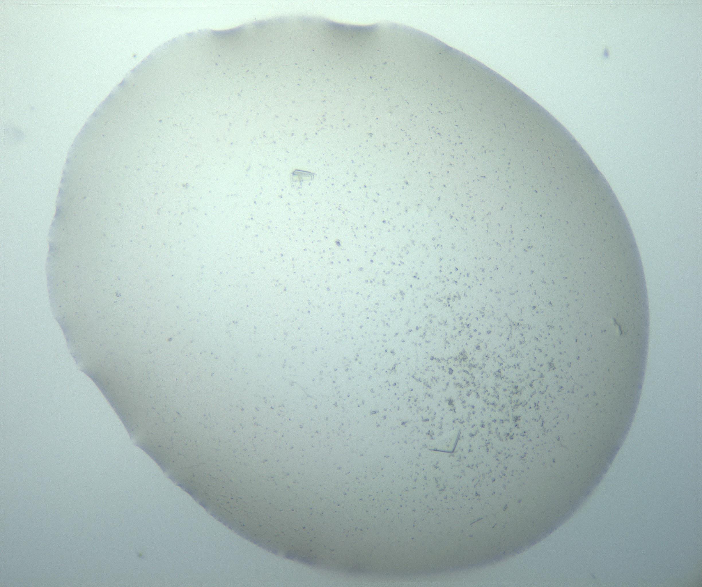 RI01_03_000_0212_Proj1_Clon1_MC_0000MC103238_004_170201_07_03_01_00_99_002_001_RAI.jpg