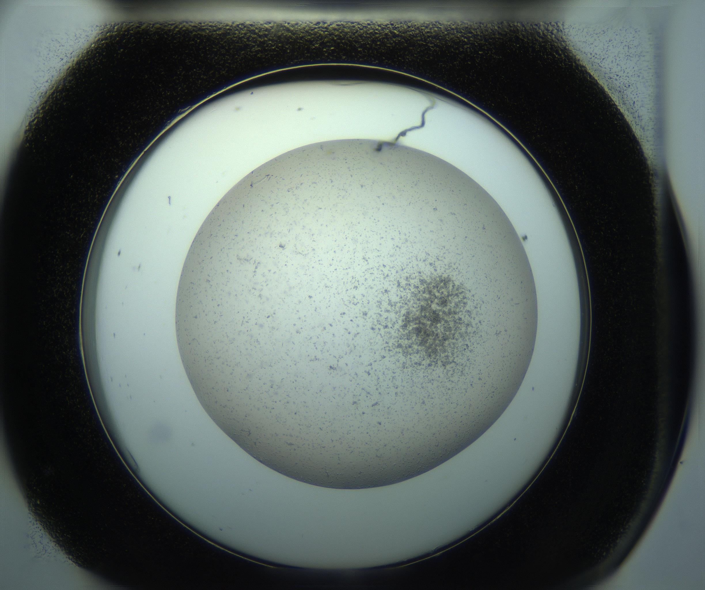 RI01_03_000_0212_Proj1_Clon1_MC_0000MC103238_004_170201_07_08_02_00_99_002_001_RAI.jpg