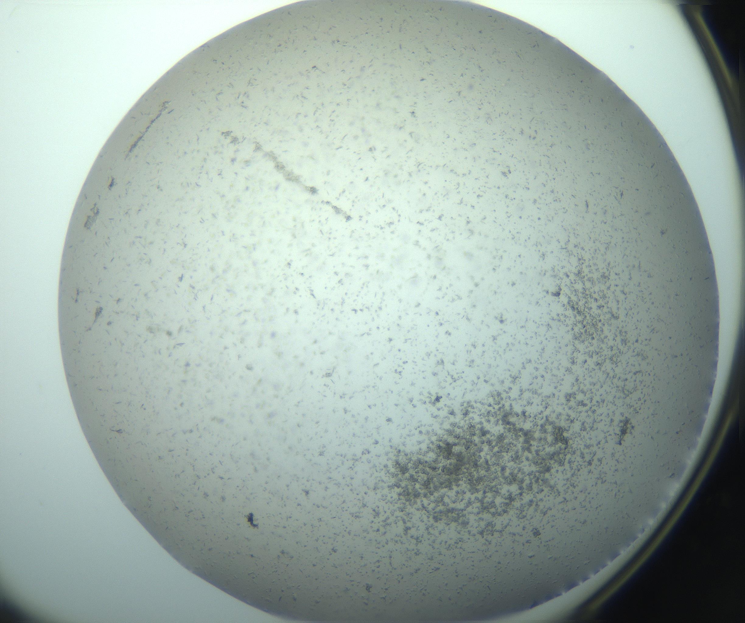 RI01_03_000_0212_Proj1_Clon1_MC_0000MC103238_004_170201_08_02_02_00_99_002_001_RAI.jpg