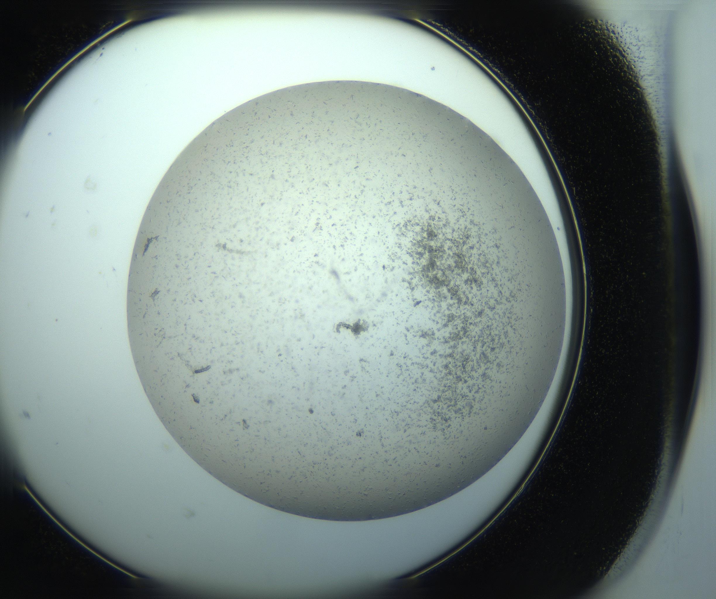 RI01_03_000_0212_Proj1_Clon1_MC_0000MC103238_004_170201_08_06_02_00_99_002_001_RAI.jpg