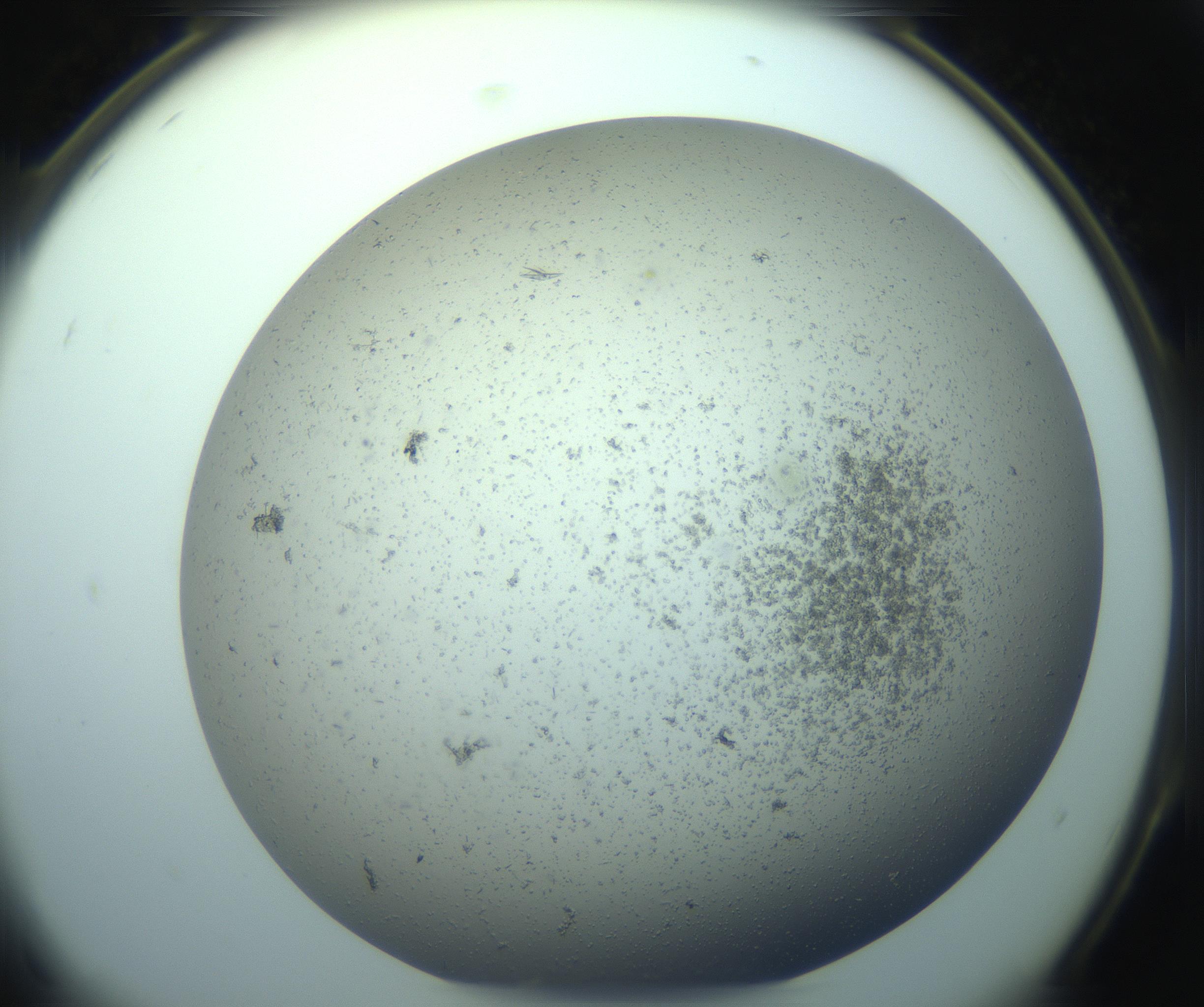 RI01_03_000_0212_Proj1_Clon1_MC_0000MC103238_004_170201_08_08_02_00_99_002_001_RAI.jpg