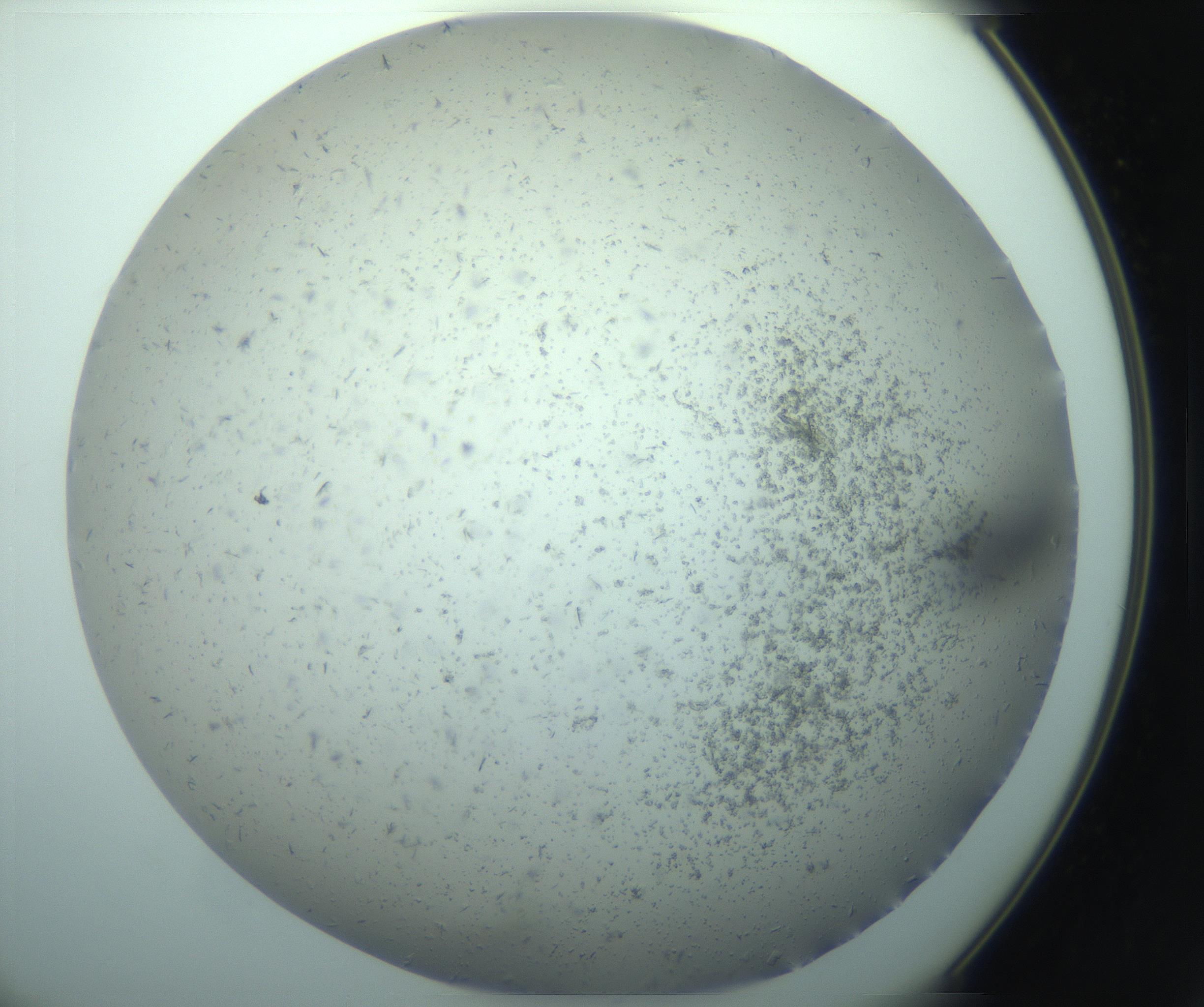 RI01_03_000_0212_Proj1_Clon1_MC_0000MC103238_004_170201_09_02_02_00_99_002_001_RAI.jpg