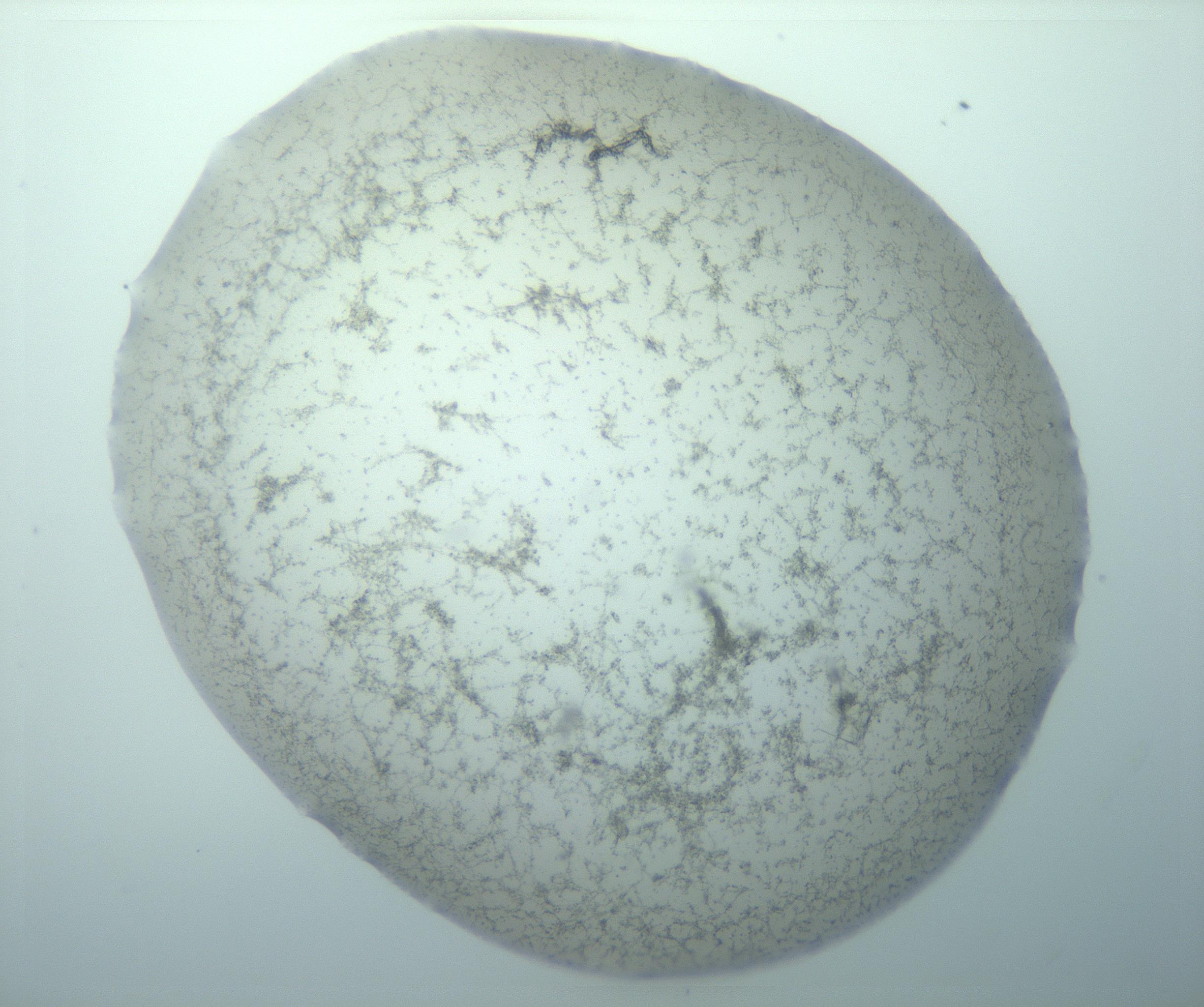 RI01_03_000_0212_Proj1_Clon1_MC_0000MC103238_004_170201_09_03_01_00_99_002_001_RAI.jpg