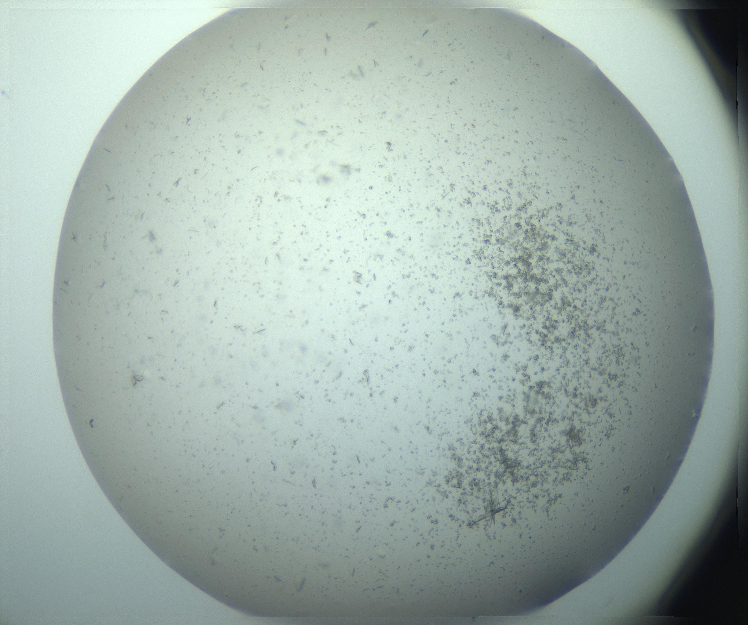 RI01_03_000_0212_Proj1_Clon1_MC_0000MC103238_004_170201_09_03_02_00_99_002_001_RAI.jpg