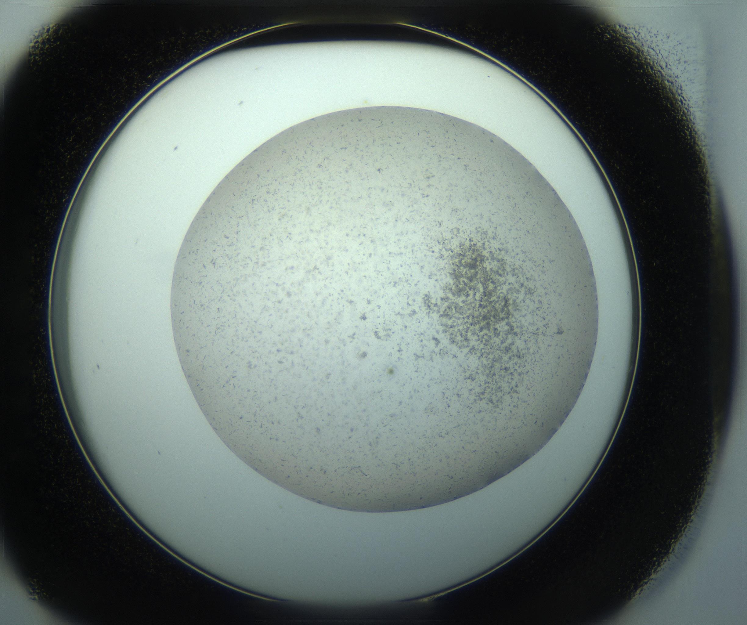 RI01_03_000_0212_Proj1_Clon1_MC_0000MC103238_004_170201_09_04_02_00_99_002_001_RAI.jpg