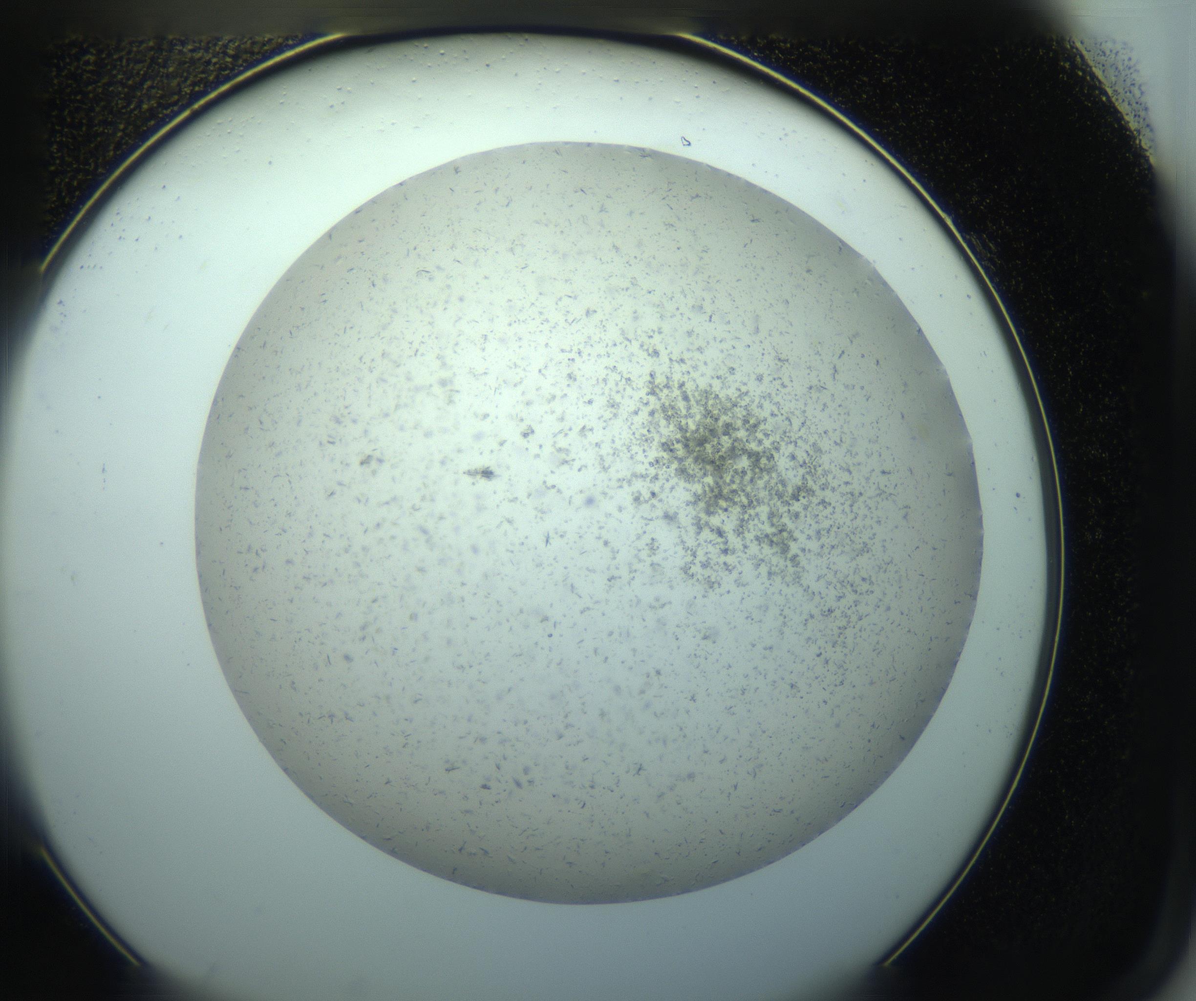 RI01_03_000_0212_Proj1_Clon1_MC_0000MC103238_004_170201_09_07_02_00_99_002_001_RAI.jpg