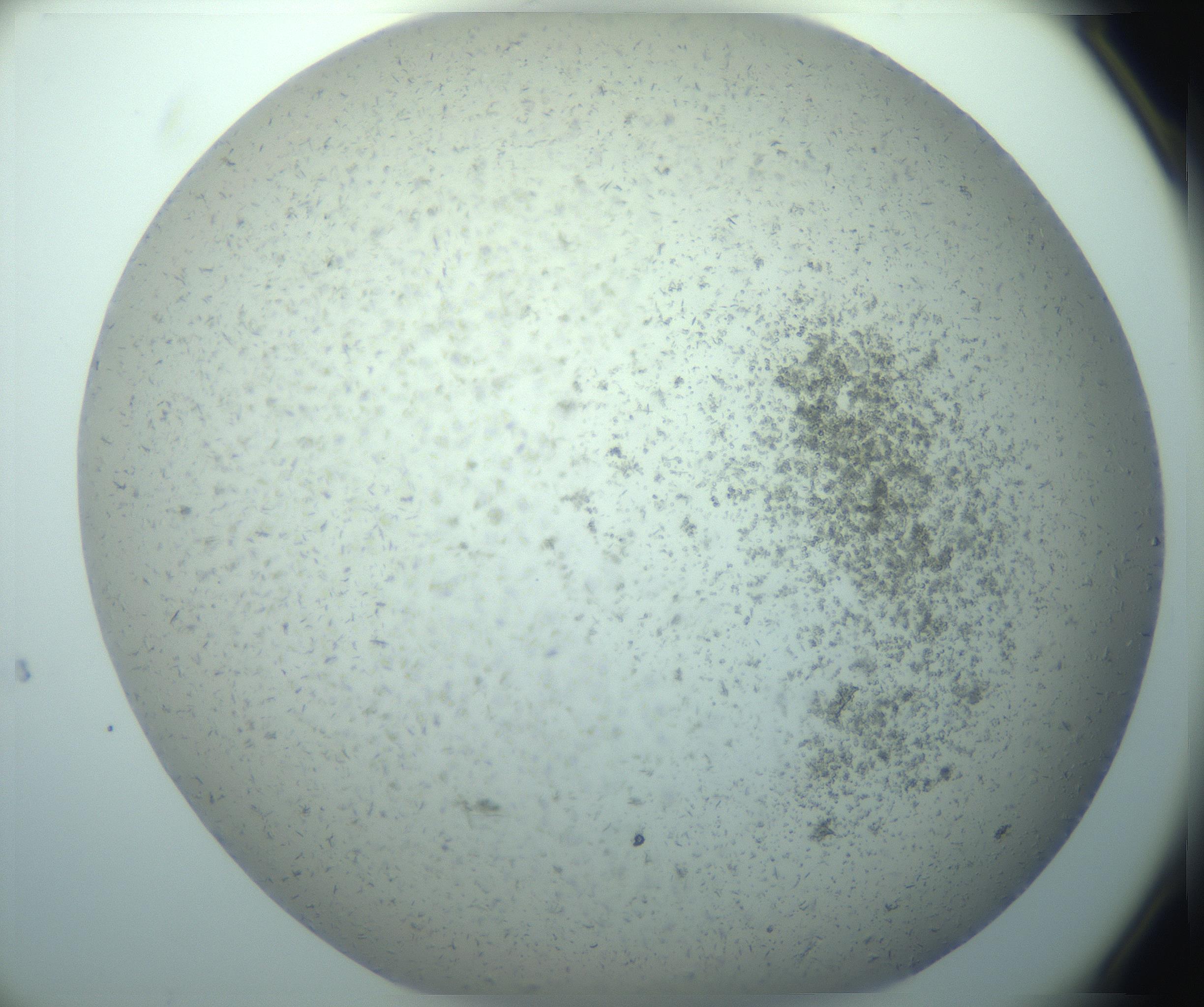 RI01_03_000_0212_Proj1_Clon1_MC_0000MC103238_004_170201_10_02_02_00_99_002_001_RAI.jpg