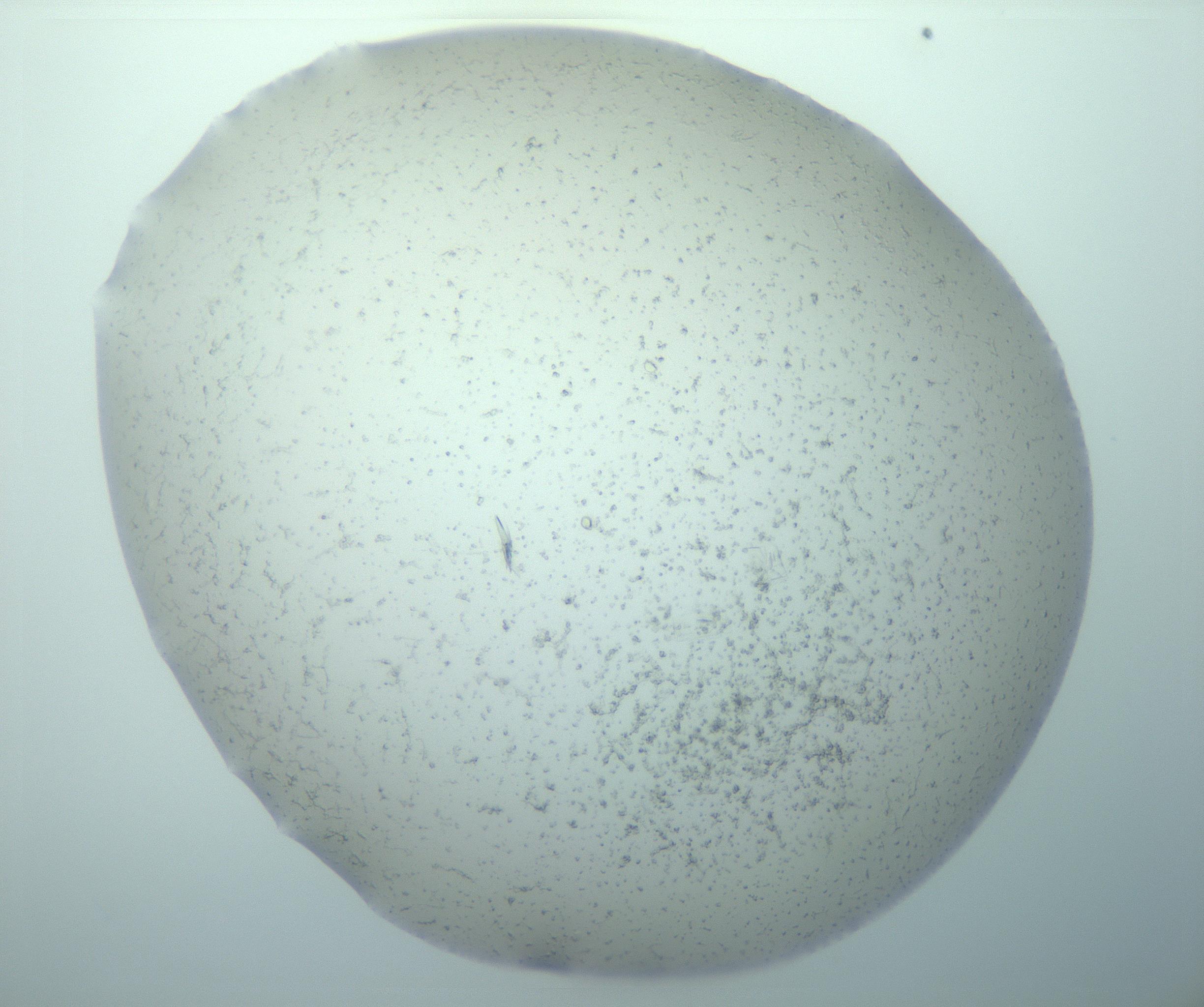 RI01_03_000_0212_Proj1_Clon1_MC_0000MC103238_004_170201_10_03_01_00_99_002_001_RAI.jpg