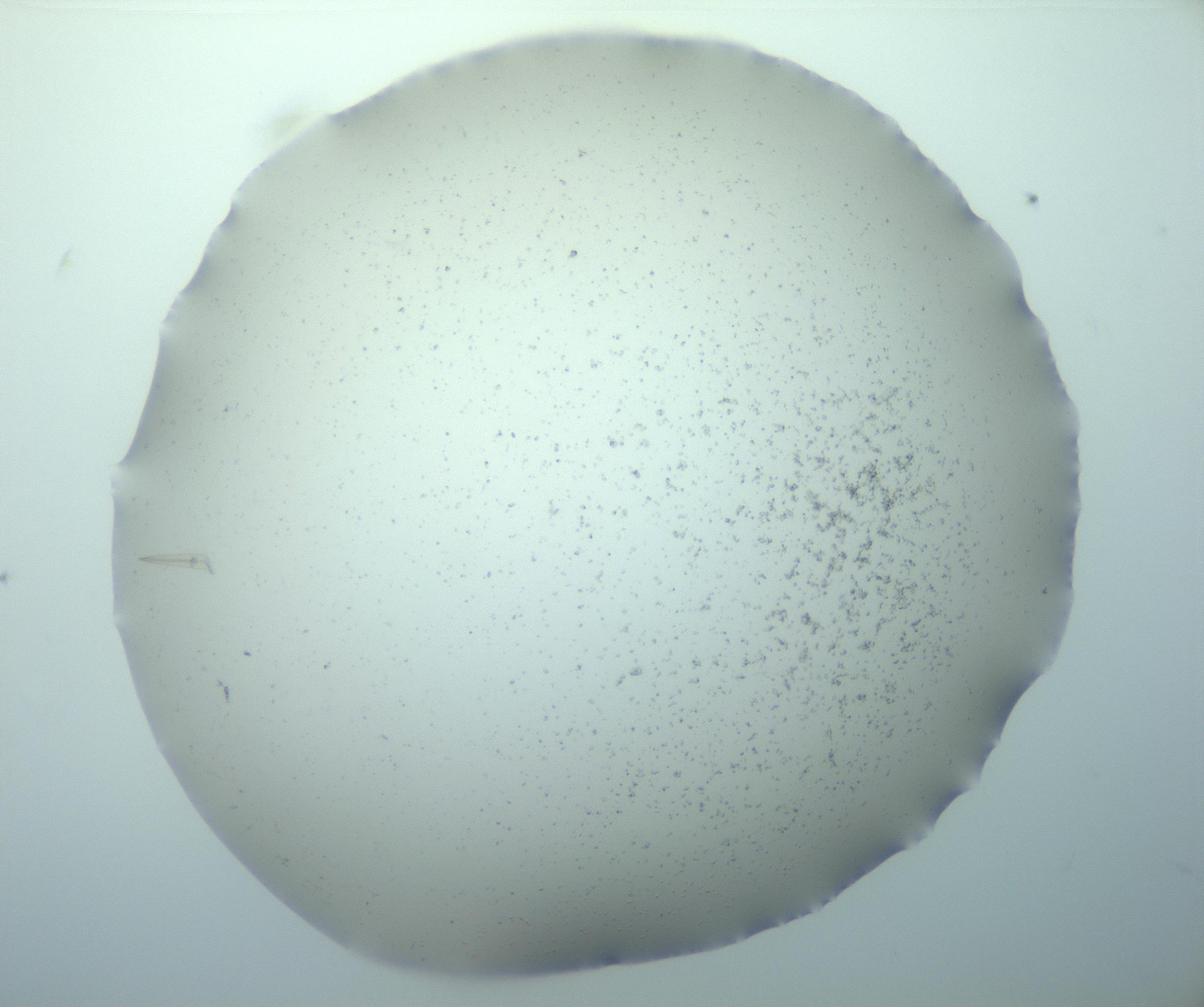 RI01_03_000_0212_Proj1_Clon1_MC_0000MC103238_004_170201_10_05_01_00_99_002_001_RAI.jpg
