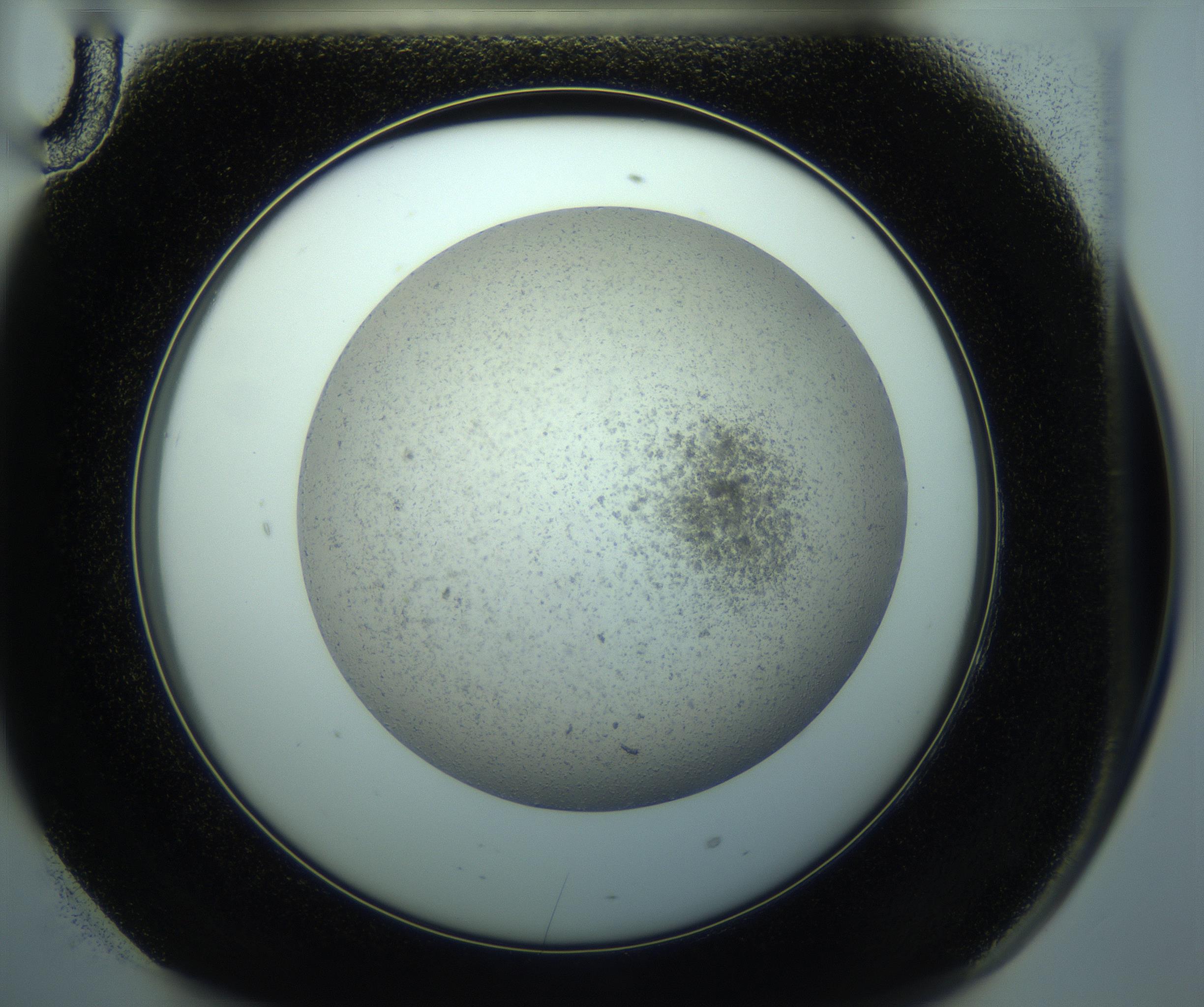 RI01_03_000_0212_Proj1_Clon1_MC_0000MC103238_004_170201_10_06_02_00_99_002_001_RAI.jpg