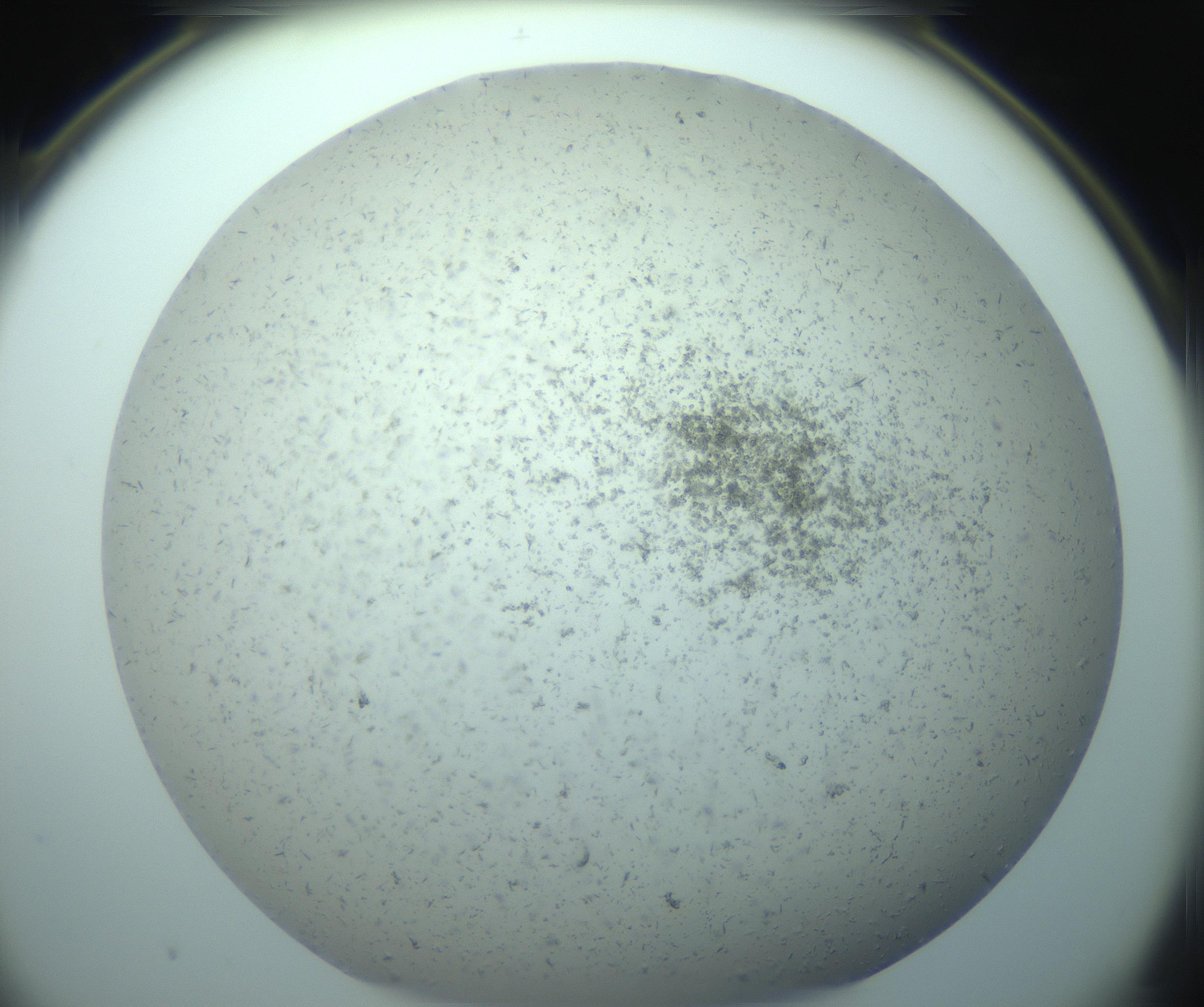 RI01_03_000_0212_Proj1_Clon1_MC_0000MC103238_004_170201_10_07_02_00_99_002_001_RAI.jpg