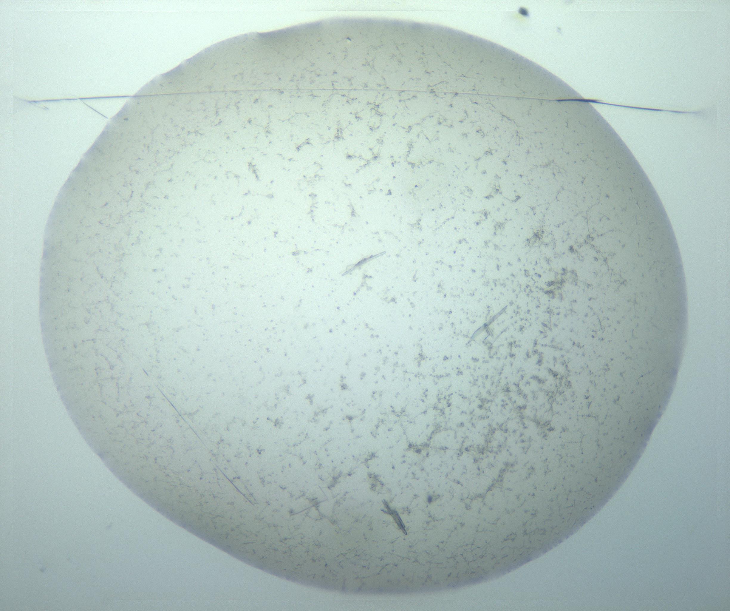 RI01_03_000_0212_Proj1_Clon1_MC_0000MC103238_004_170201_11_01_01_00_99_002_001_RAI.jpg