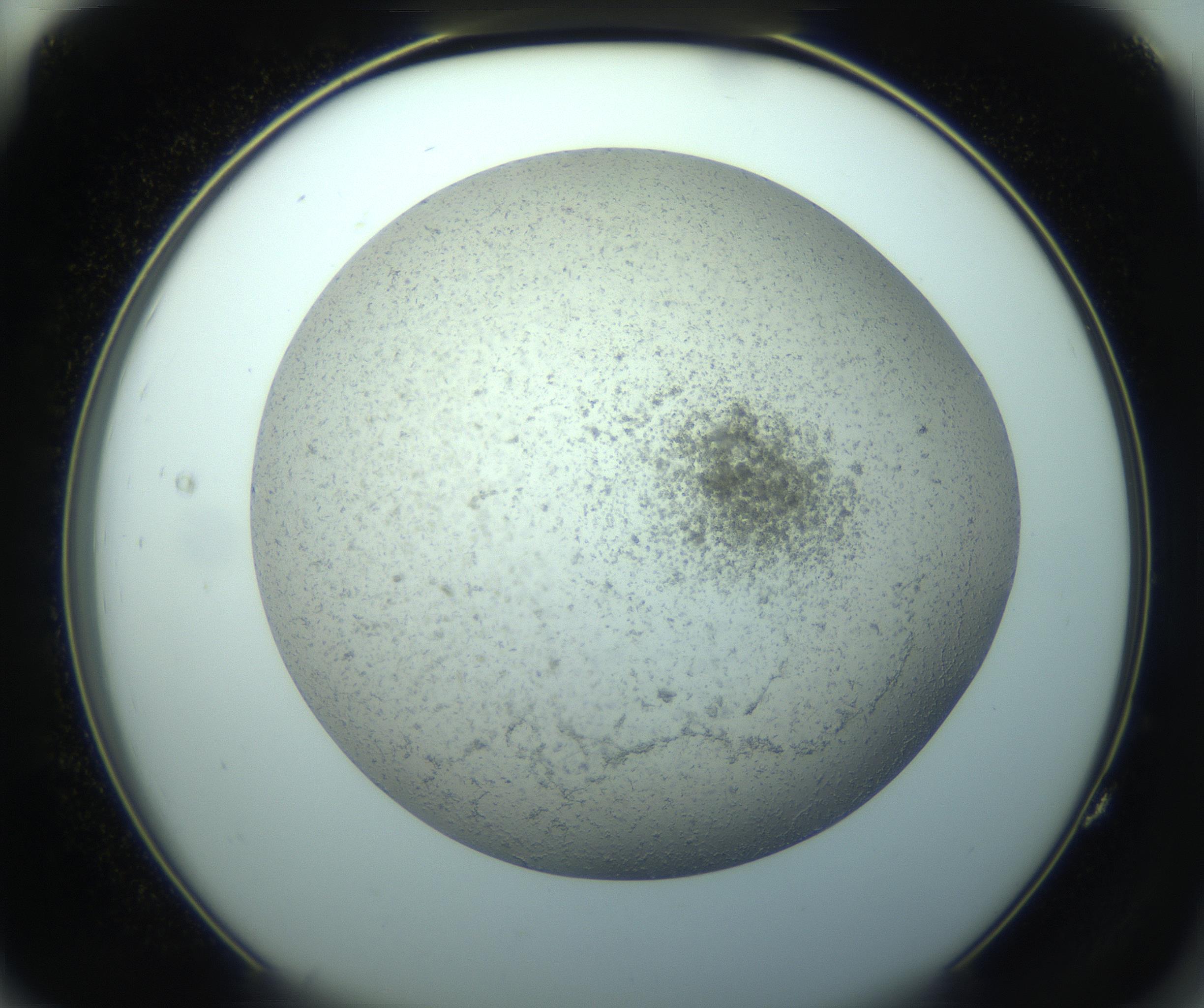 RI01_03_000_0212_Proj1_Clon1_MC_0000MC103238_004_170201_11_07_02_00_99_002_001_RAI.jpg