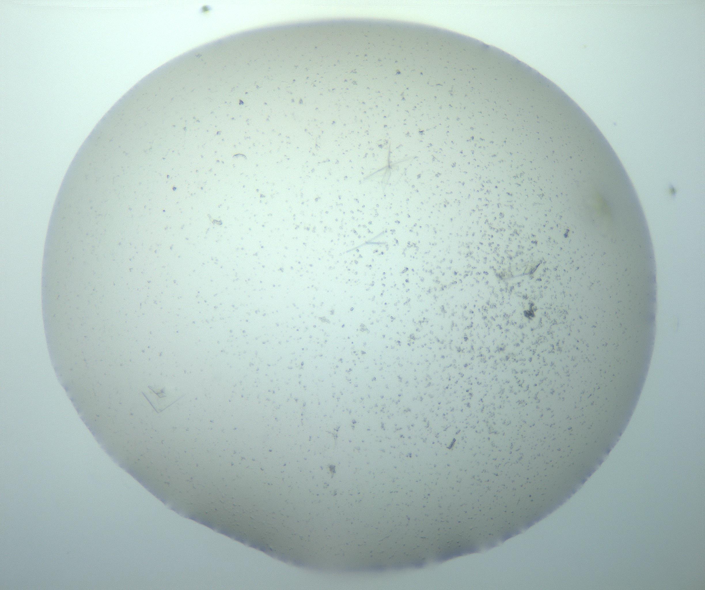 RI01_03_000_0212_Proj1_Clon1_MC_0000MC103238_004_170201_12_01_01_00_99_002_001_RAI.jpg