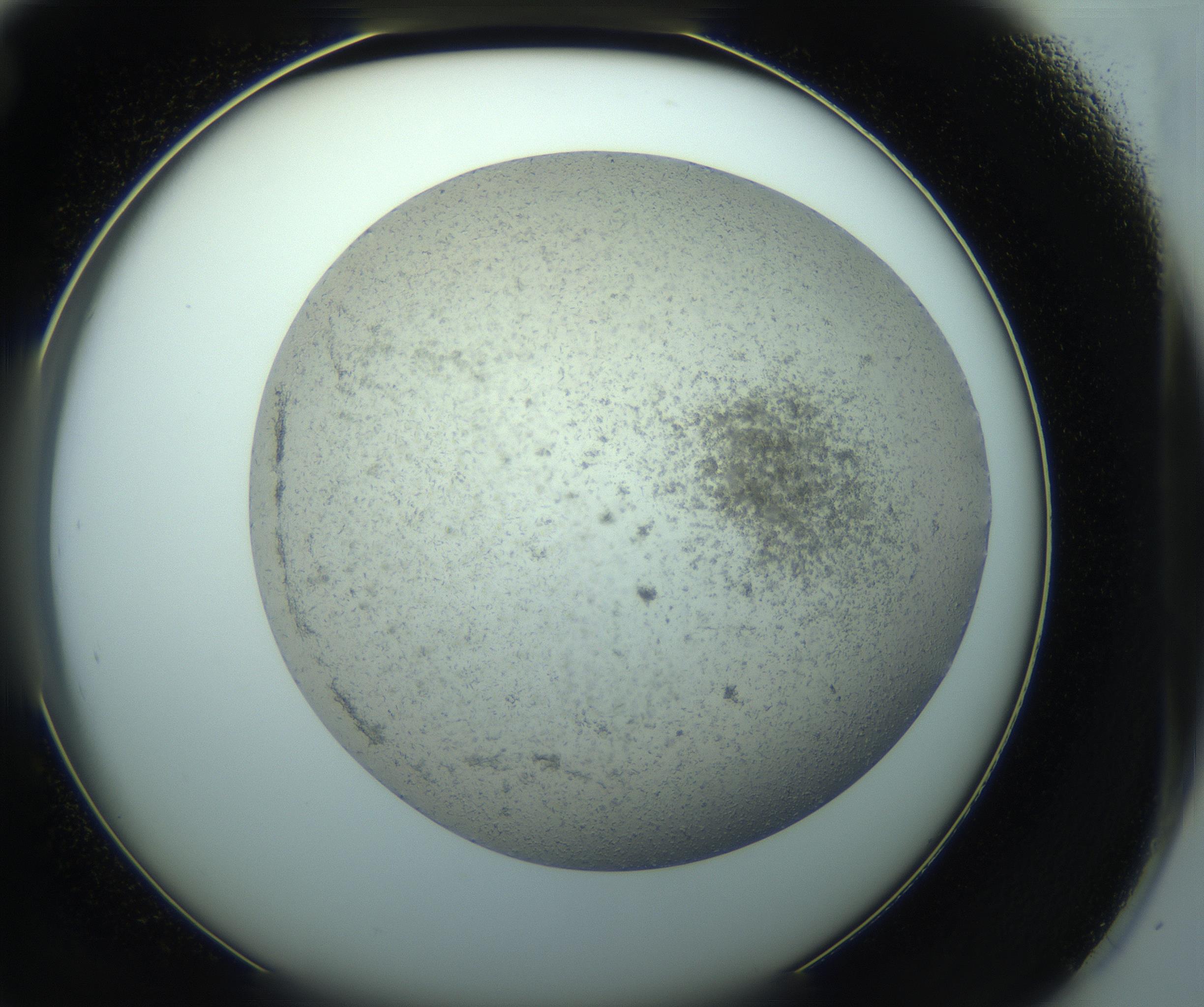 RI01_03_000_0212_Proj1_Clon1_MC_0000MC103238_004_170201_12_04_02_00_99_002_001_RAI.jpg