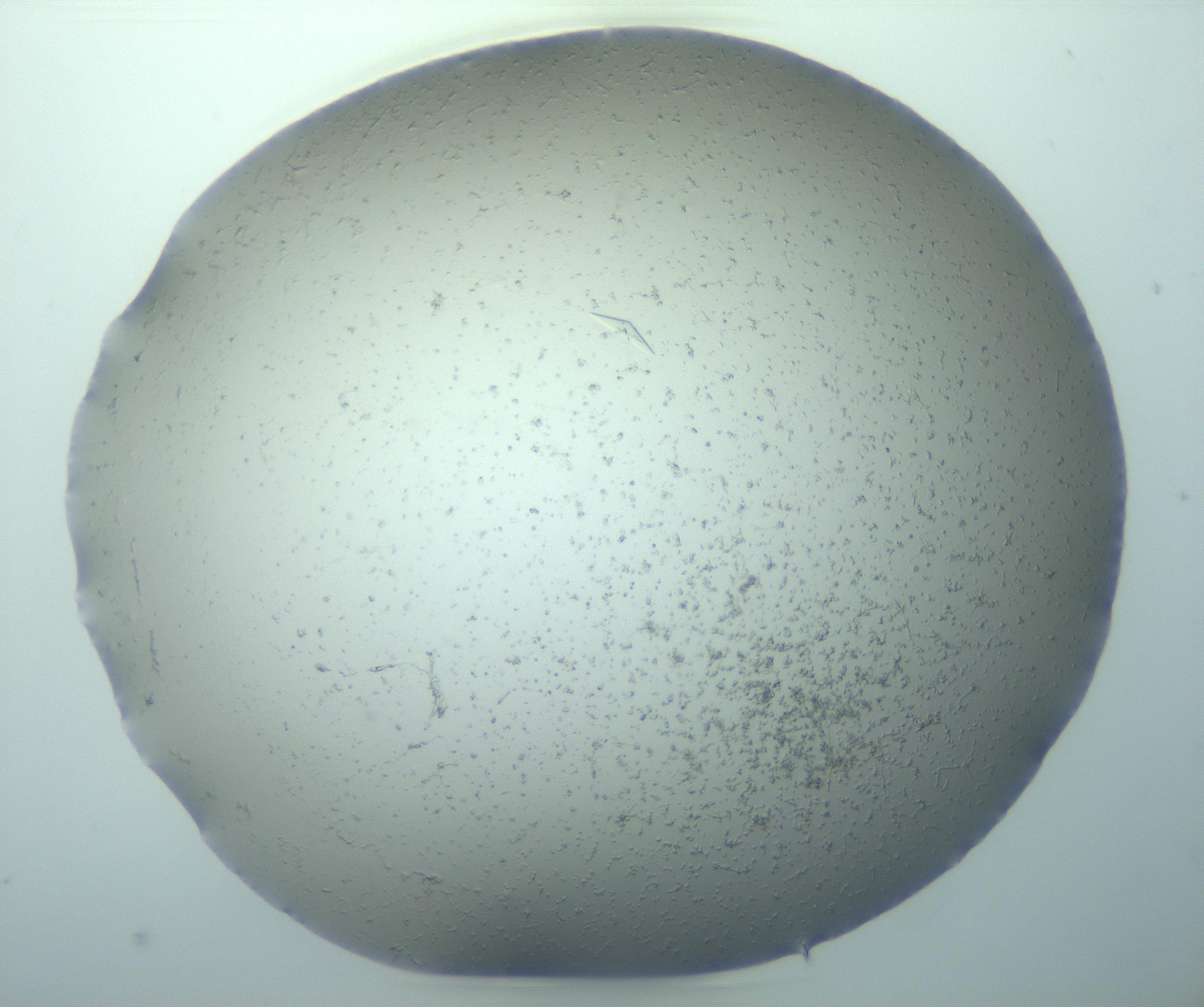 RI01_03_000_0212_Proj1_Clon1_MC_0000MC103238_004_170201_12_05_01_00_99_002_001_RAI.jpg
