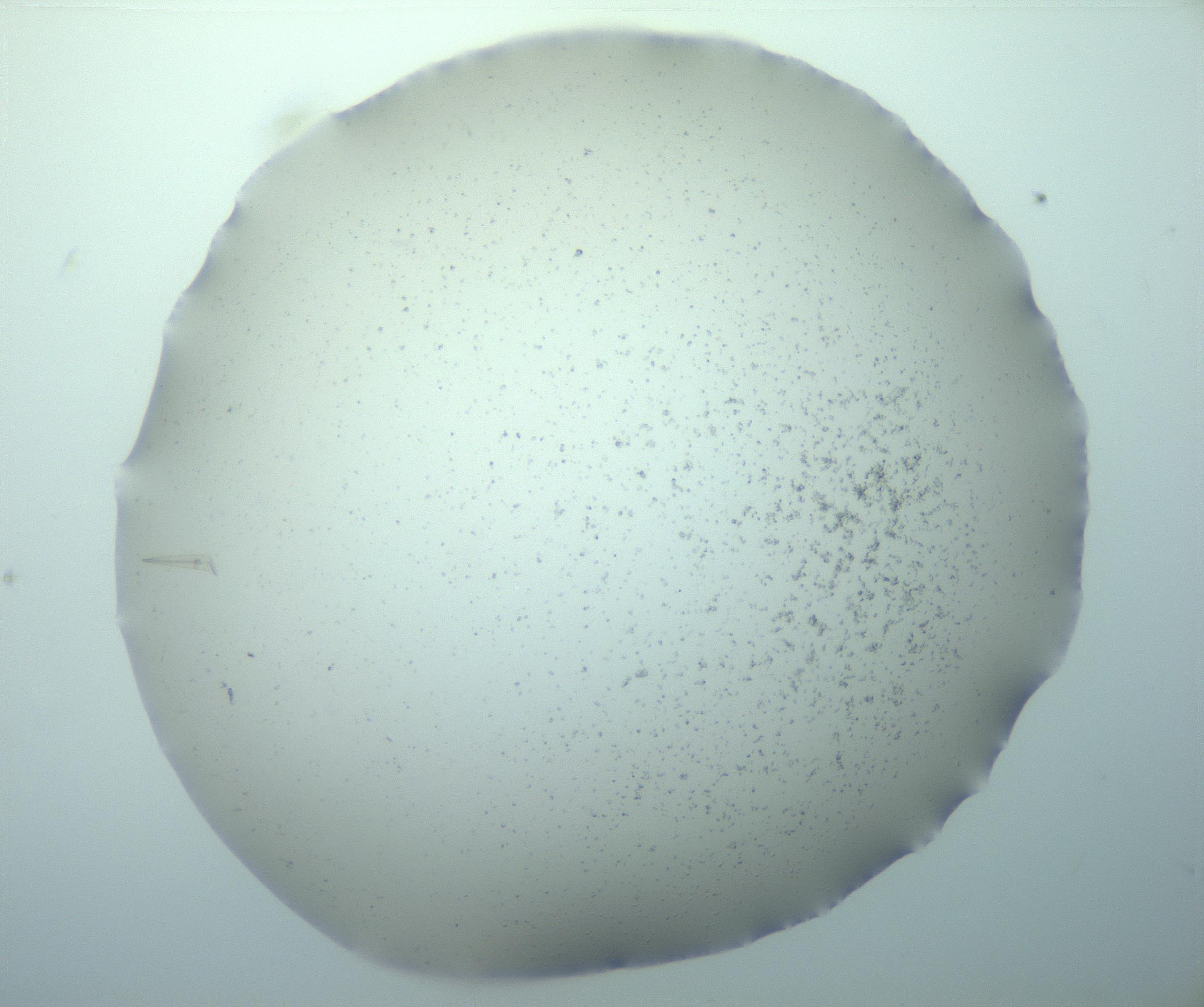 RI01_03_000_0212_Proj1_Clon1_MC_0000MC103238_007_170210_10_05_01_00_99_002_001_RAI.jpg