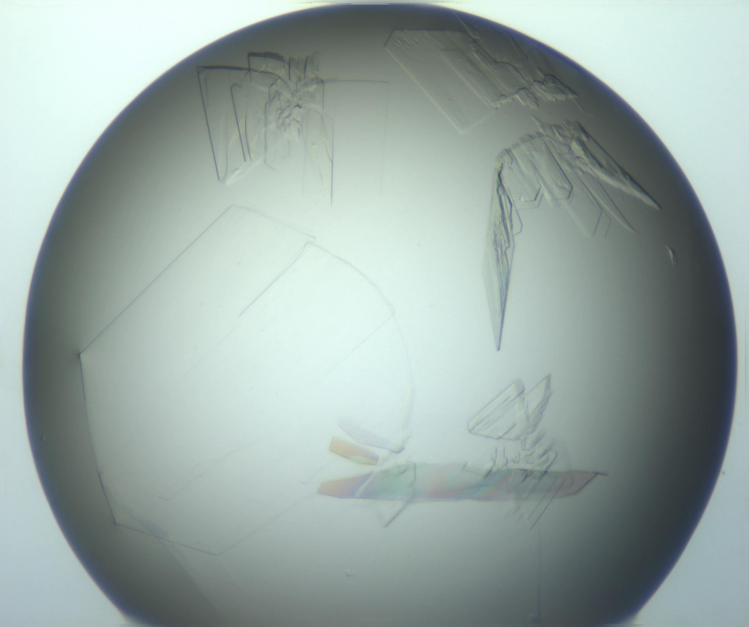 RI01_03_000_0212_Proj1_Clon1_MC_0000MC103242_003_170204_07_01_01_00_99_002_001_RAI.jpg