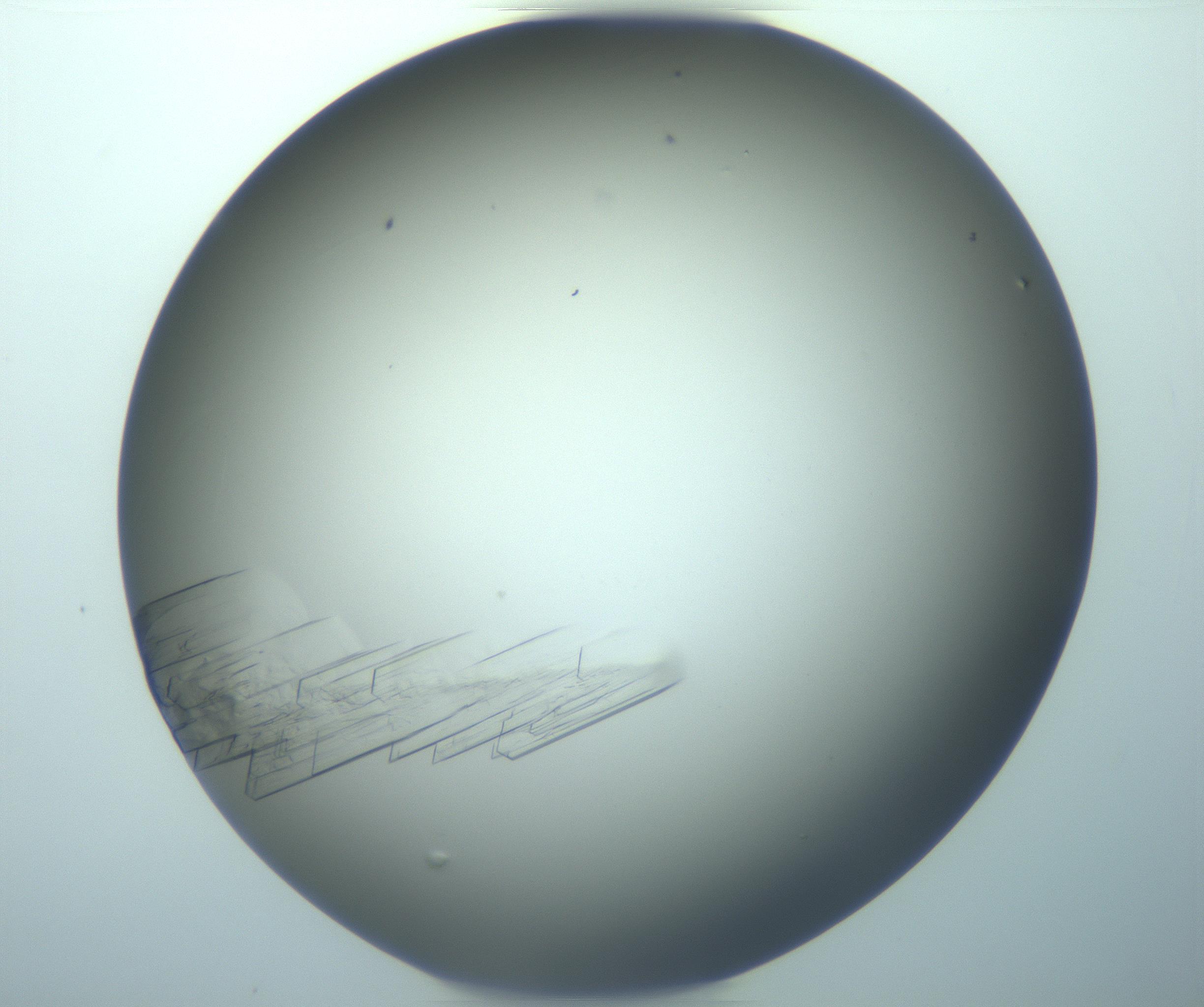 RI01_03_000_0212_Proj1_Clon1_MC_0000MC103242_004_170206_01_01_02_00_99_002_001_RAI.jpg