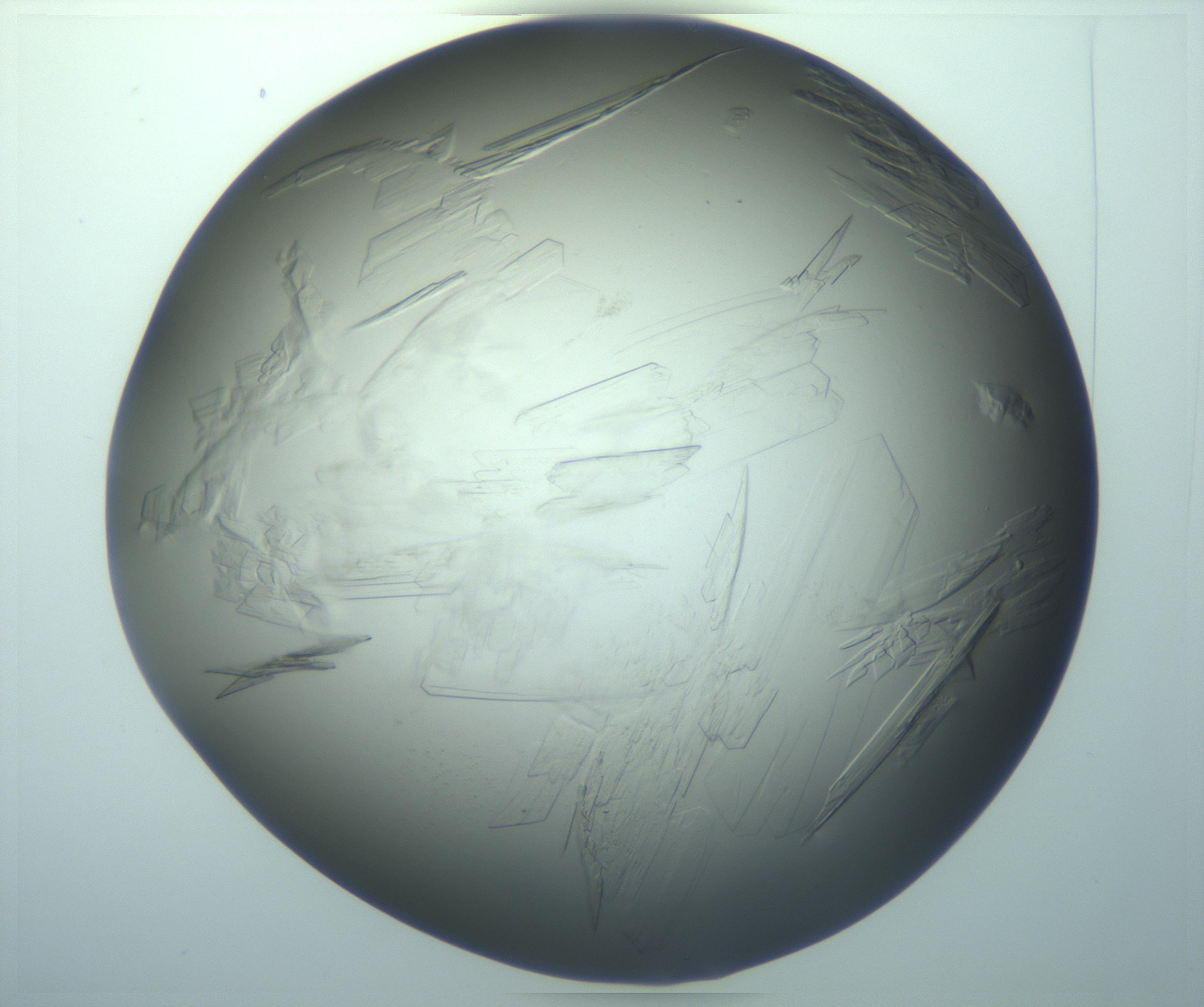 RI01_03_000_0212_Proj1_Clon1_MC_0000MC103242_004_170206_02_03_02_00_99_002_001_RAI.jpg