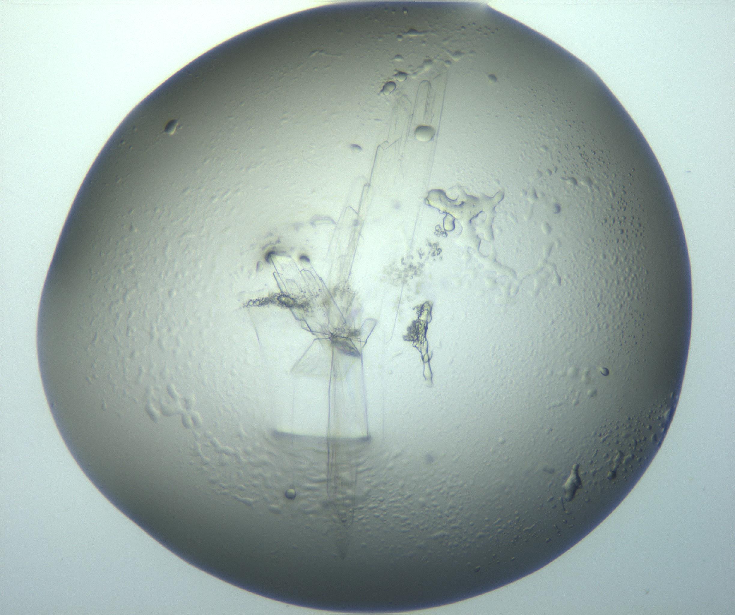 RI01_03_000_0212_Proj1_Clon1_MC_0000MC103242_004_170206_02_06_02_00_99_002_001_RAI.jpg