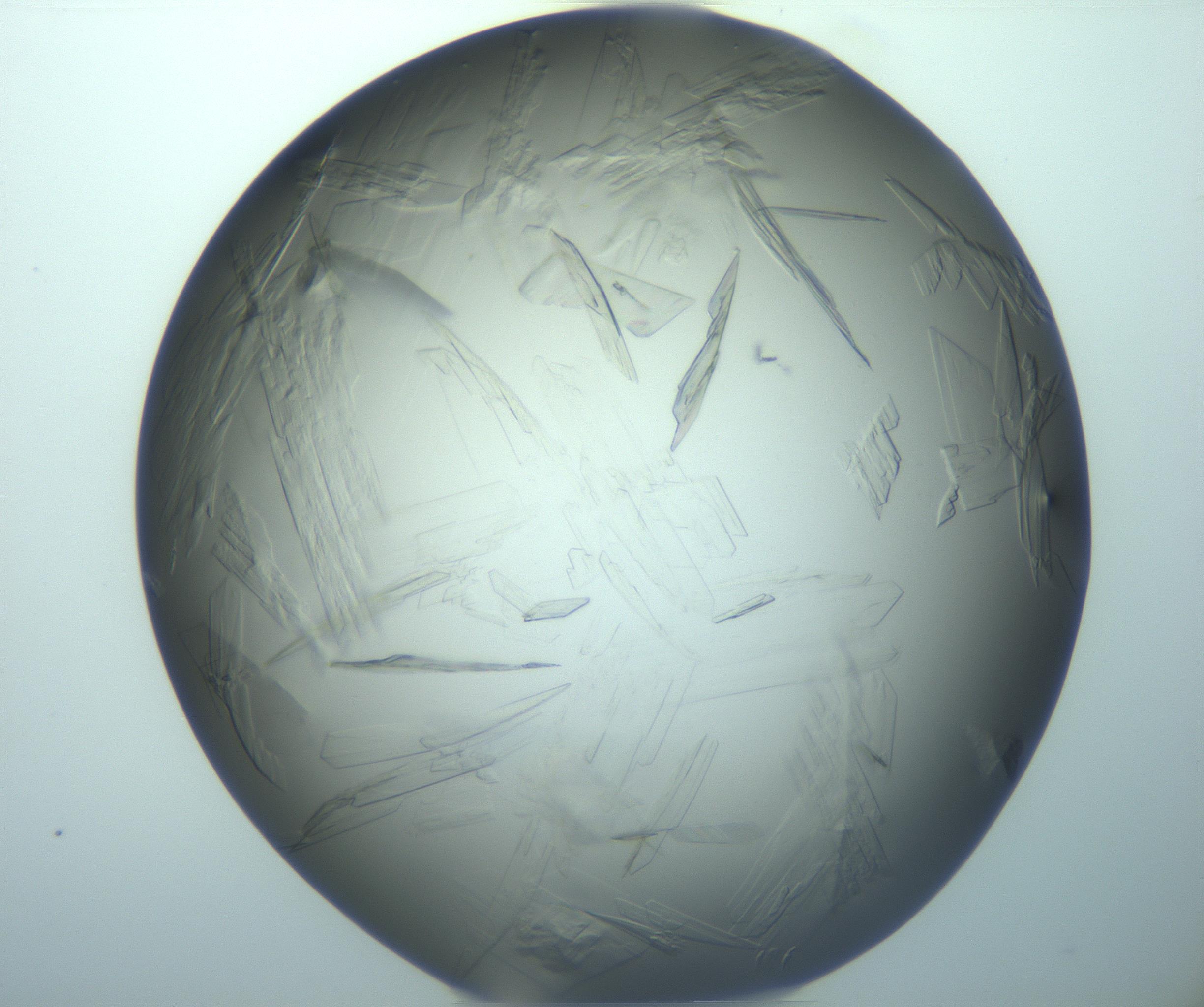 RI01_03_000_0212_Proj1_Clon1_MC_0000MC103242_004_170206_03_01_02_00_99_002_001_RAI.jpg
