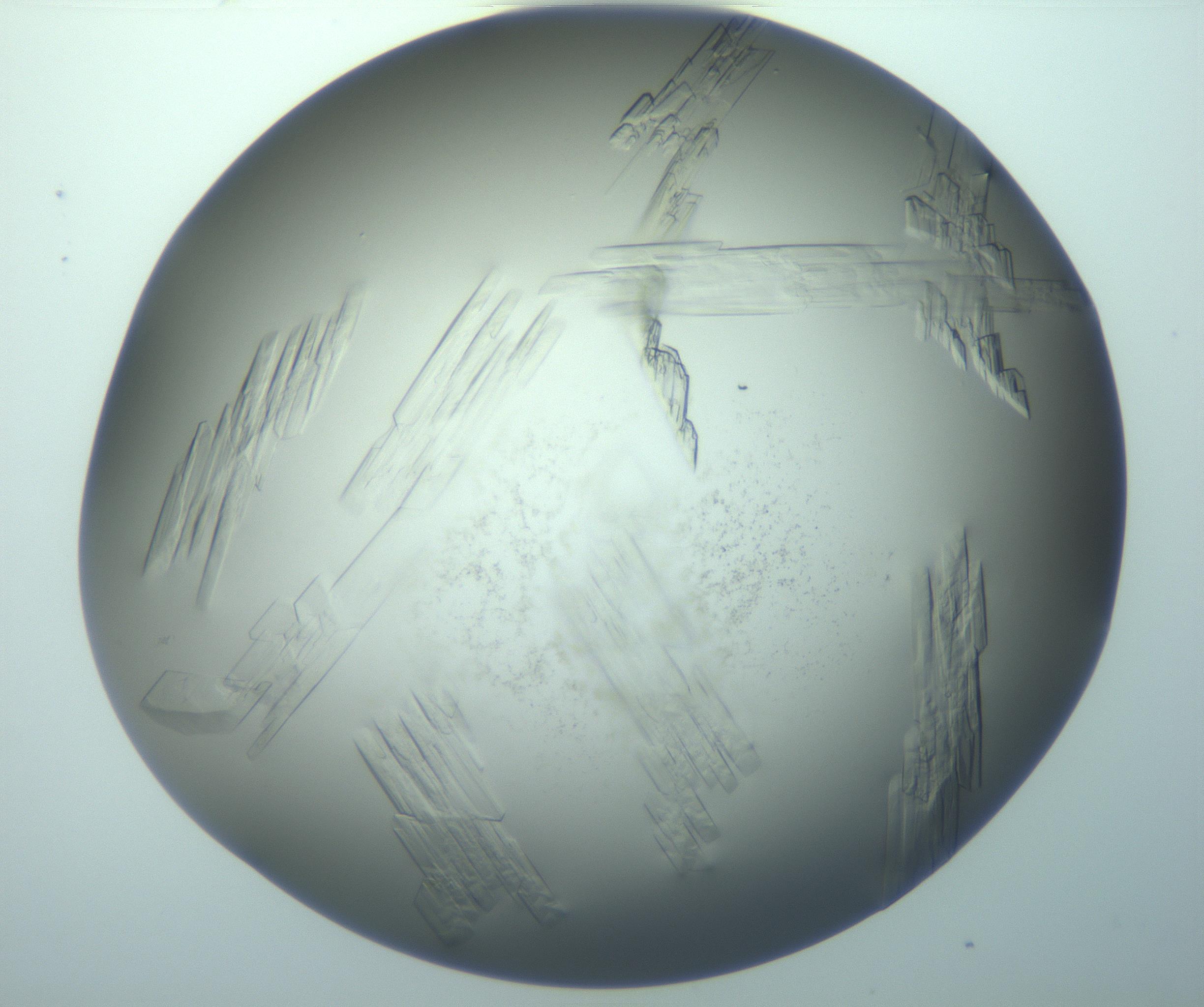 RI01_03_000_0212_Proj1_Clon1_MC_0000MC103242_004_170206_03_06_02_00_99_002_001_RAI.jpg