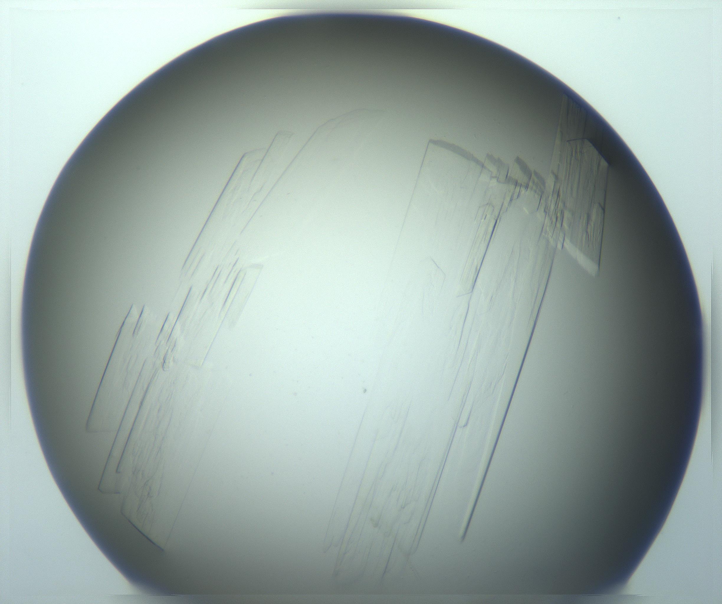 RI01_03_000_0212_Proj1_Clon1_MC_0000MC103242_004_170206_04_02_01_00_99_002_001_RAI.jpg