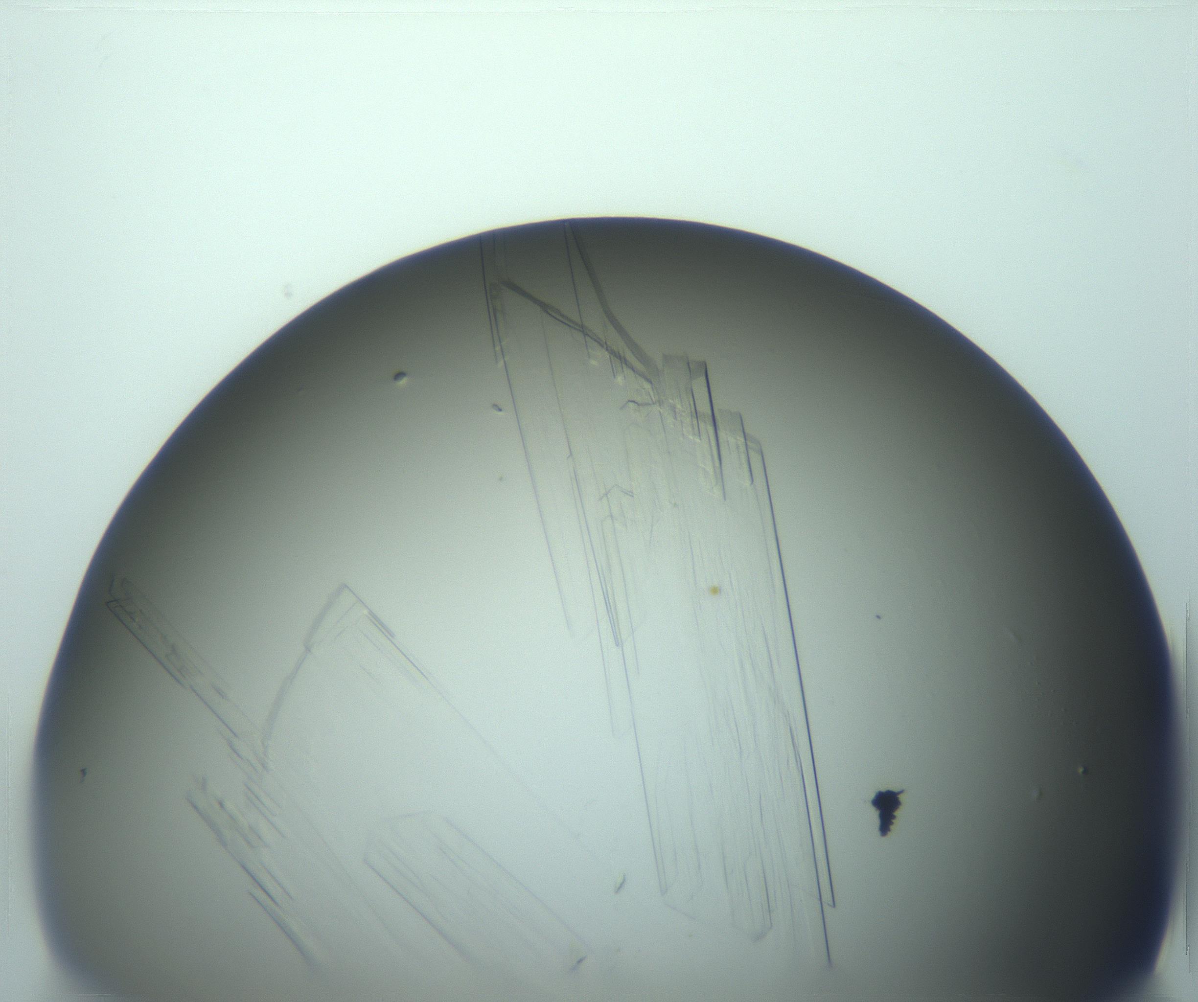 RI01_03_000_0212_Proj1_Clon1_MC_0000MC103242_004_170206_04_02_02_00_99_002_001_RAI.jpg