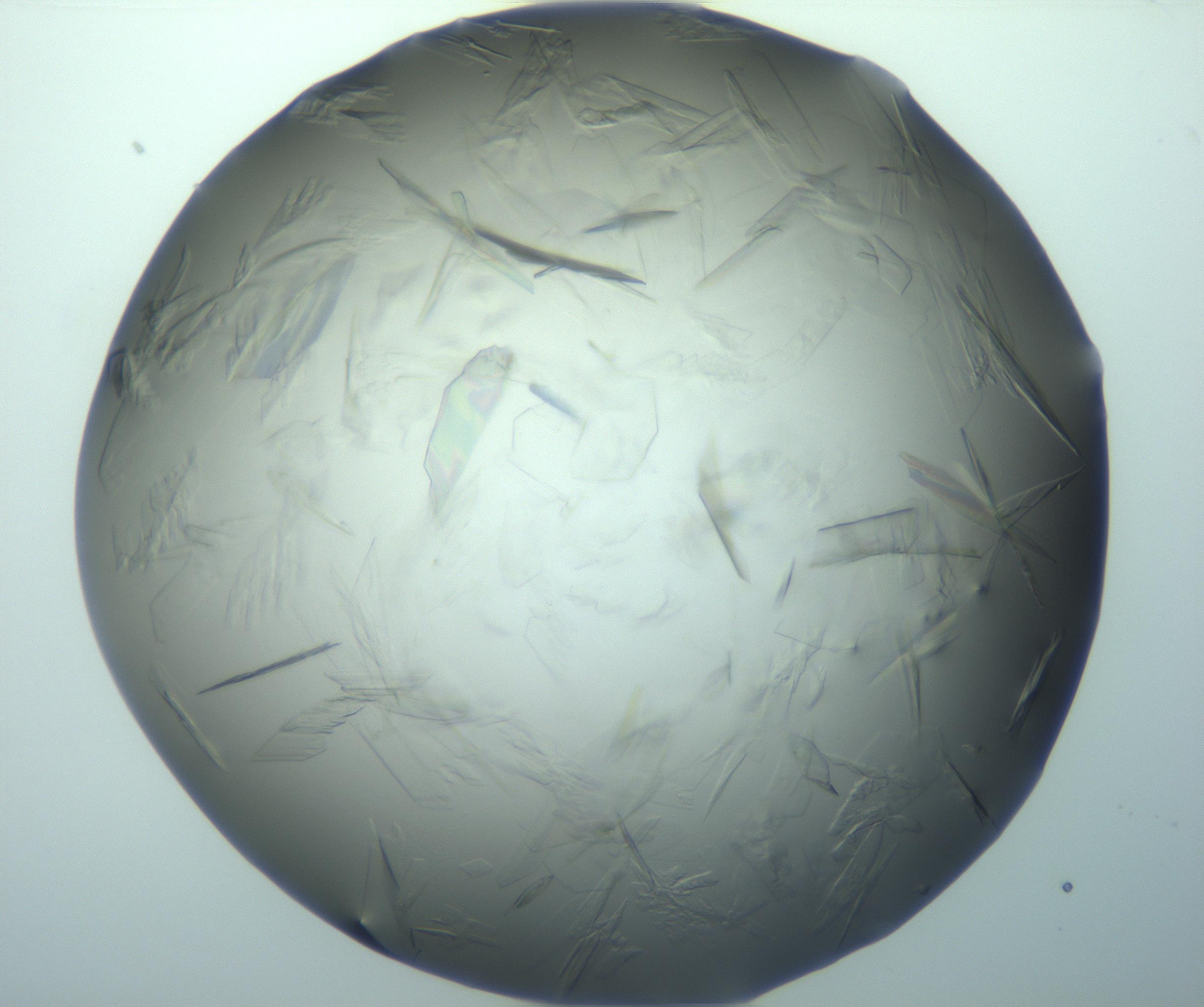 RI01_03_000_0212_Proj1_Clon1_MC_0000MC103242_004_170206_04_03_02_00_99_002_001_RAI.jpg