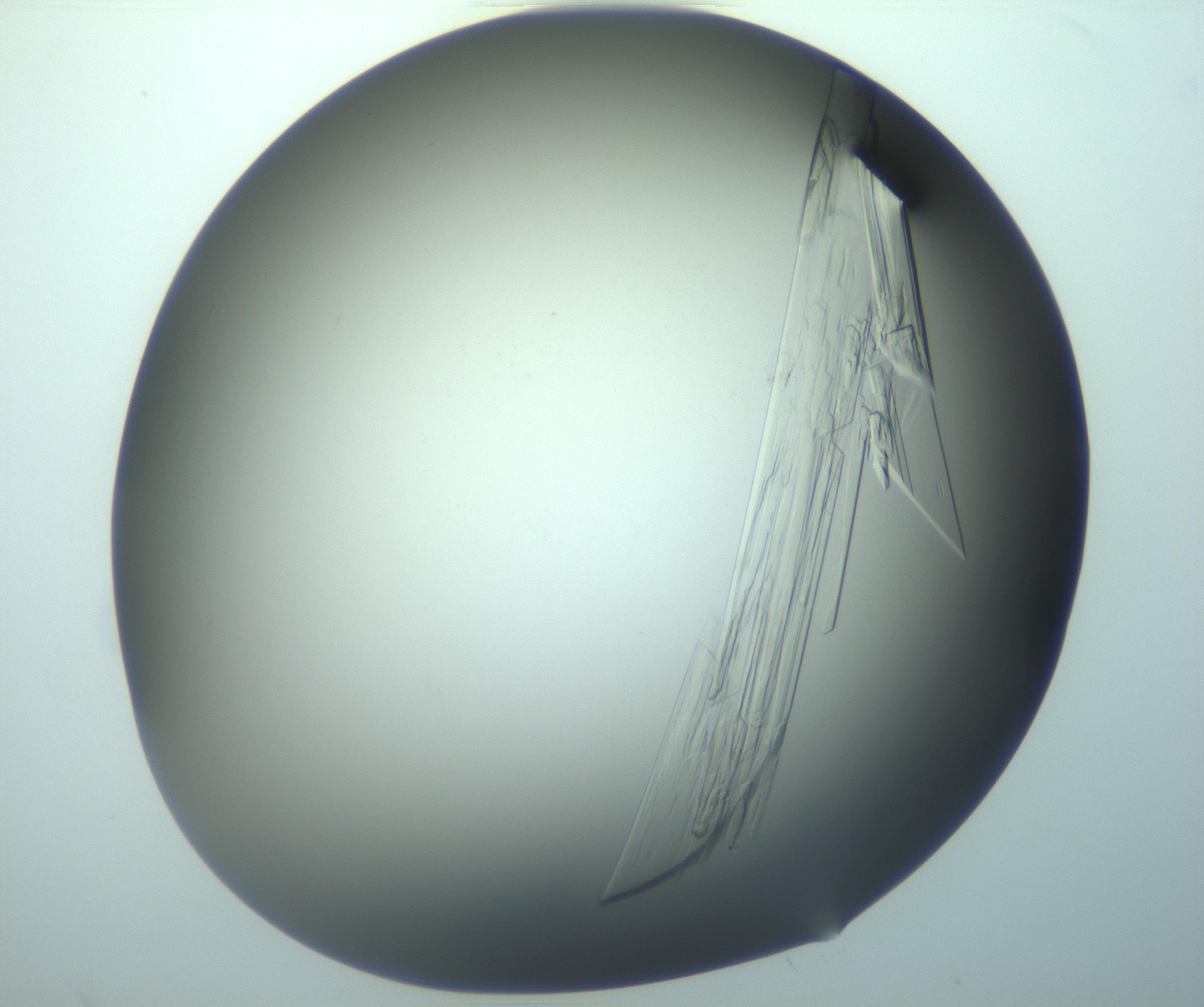 RI01_03_000_0212_Proj1_Clon1_MC_0000MC103242_004_170206_05_06_02_00_99_002_001_RAI.jpg