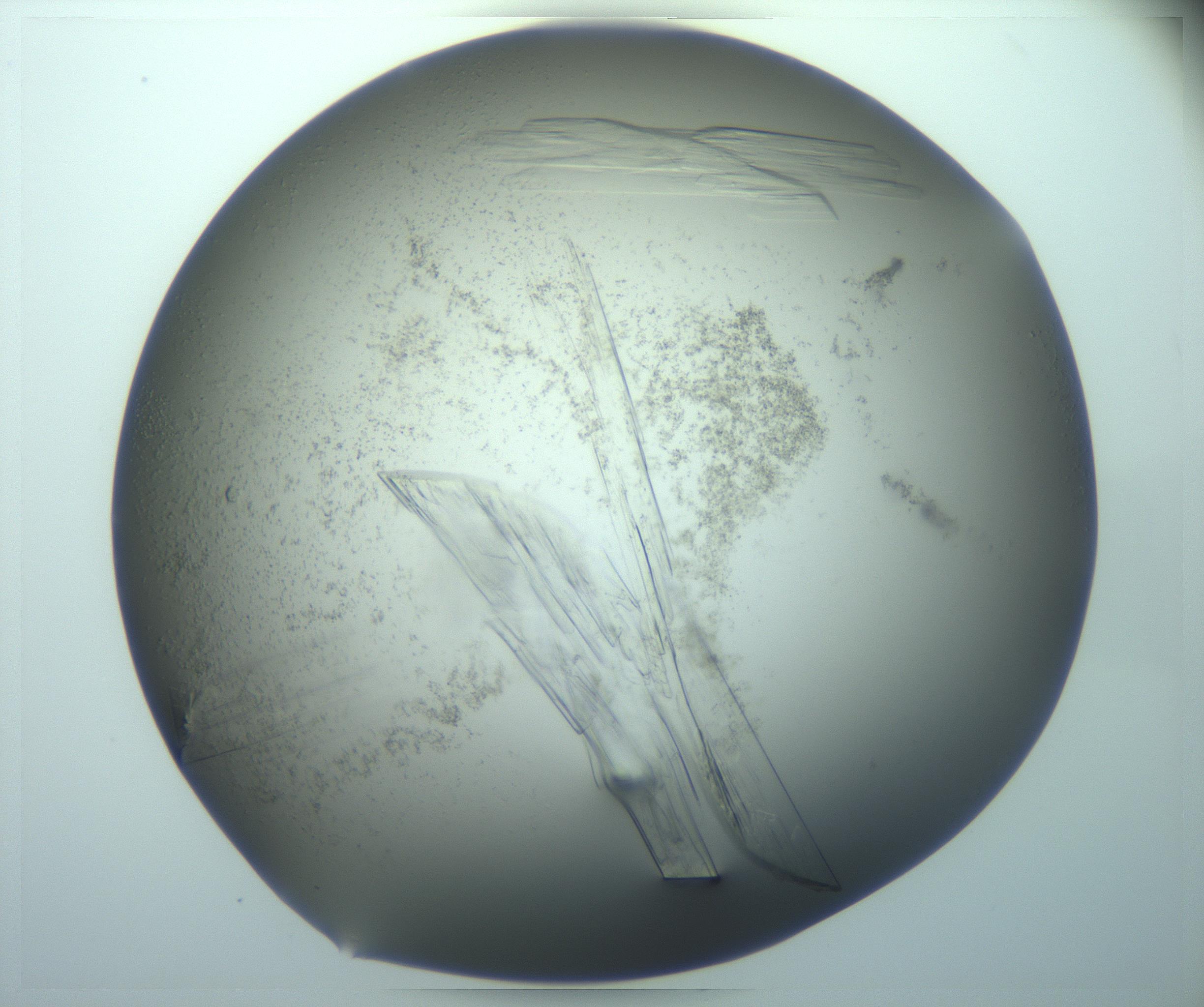 RI01_03_000_0212_Proj1_Clon1_MC_0000MC103242_004_170206_05_08_02_00_99_002_001_RAI.jpg