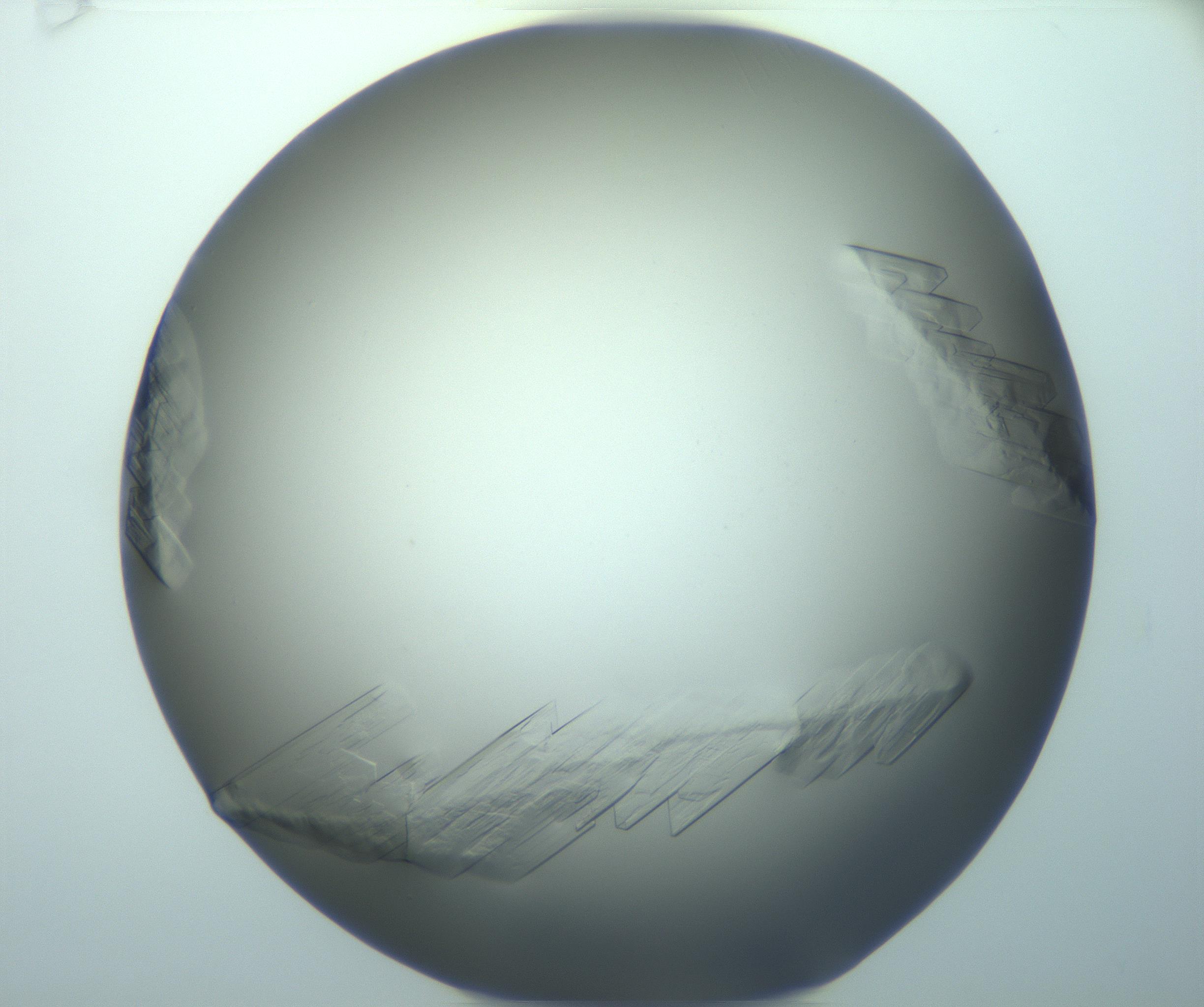 RI01_03_000_0212_Proj1_Clon1_MC_0000MC103242_004_170206_06_06_01_00_99_002_001_RAI.jpg