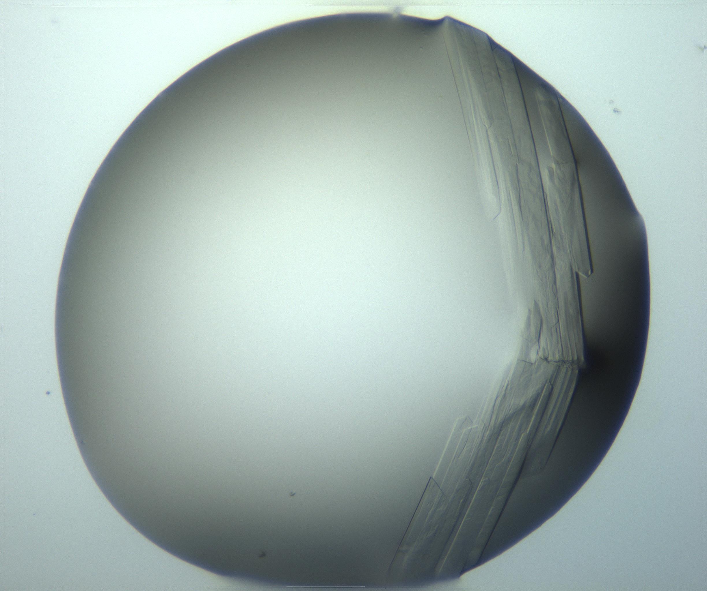 RI01_03_000_0212_Proj1_Clon1_MC_0000MC103242_004_170206_06_06_02_00_99_002_001_RAI.jpg