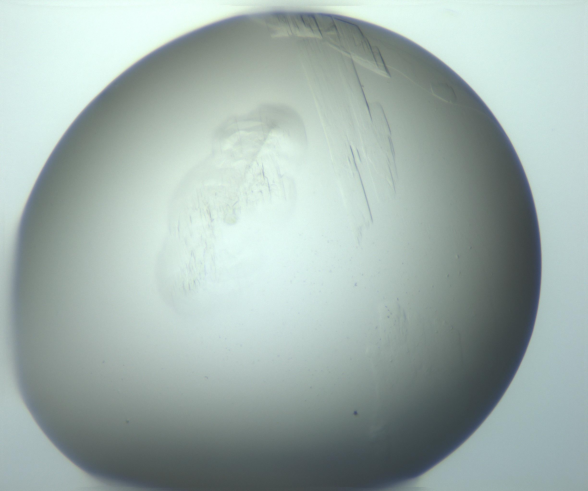 RI01_03_000_0212_Proj1_Clon1_MC_0000MC103242_004_170206_06_08_01_00_99_002_001_RAI.jpg