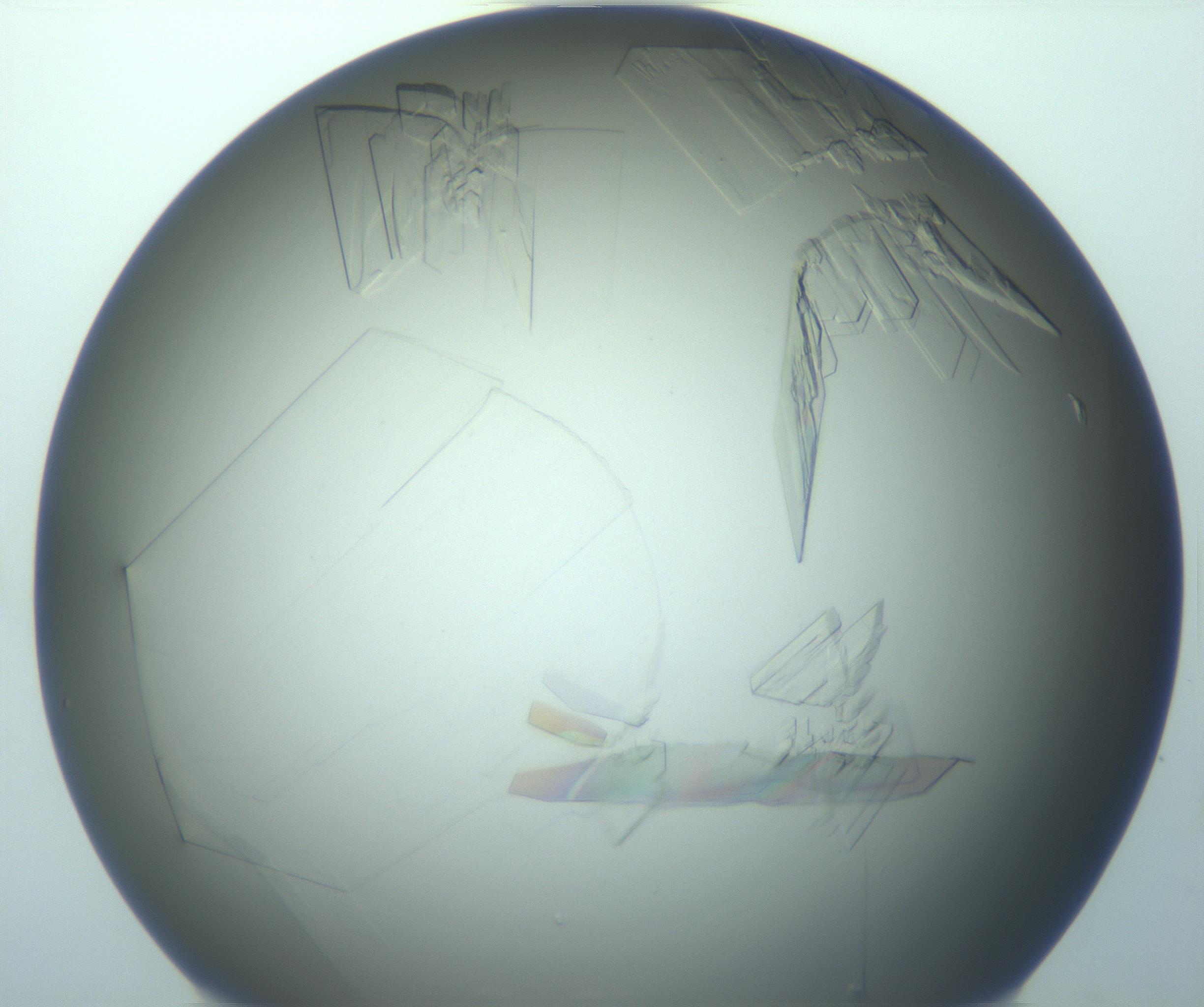 RI01_03_000_0212_Proj1_Clon1_MC_0000MC103242_004_170206_07_01_01_00_99_002_001_RAI.jpg
