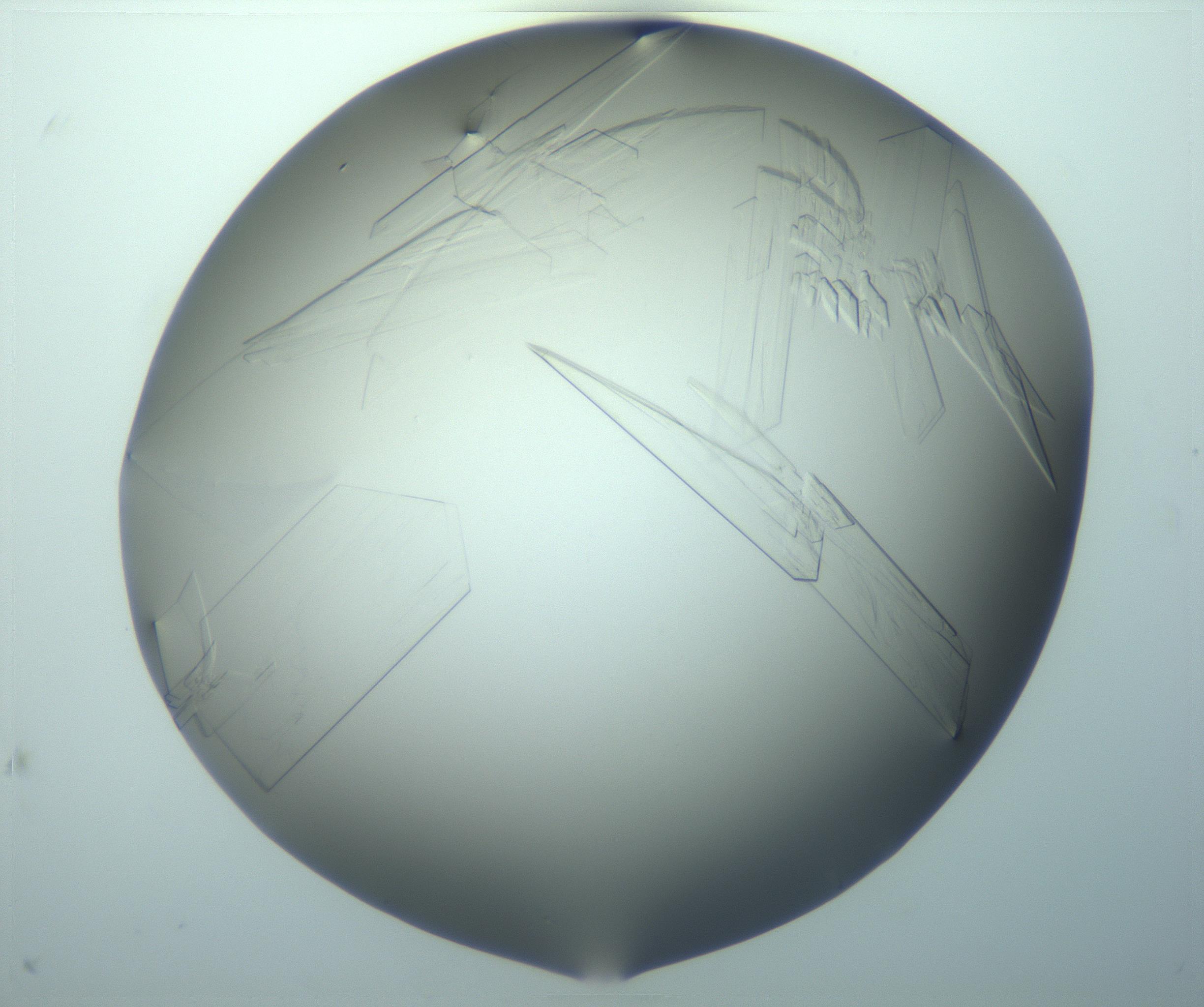 RI01_03_000_0212_Proj1_Clon1_MC_0000MC103242_004_170206_07_01_02_00_99_002_001_RAI.jpg
