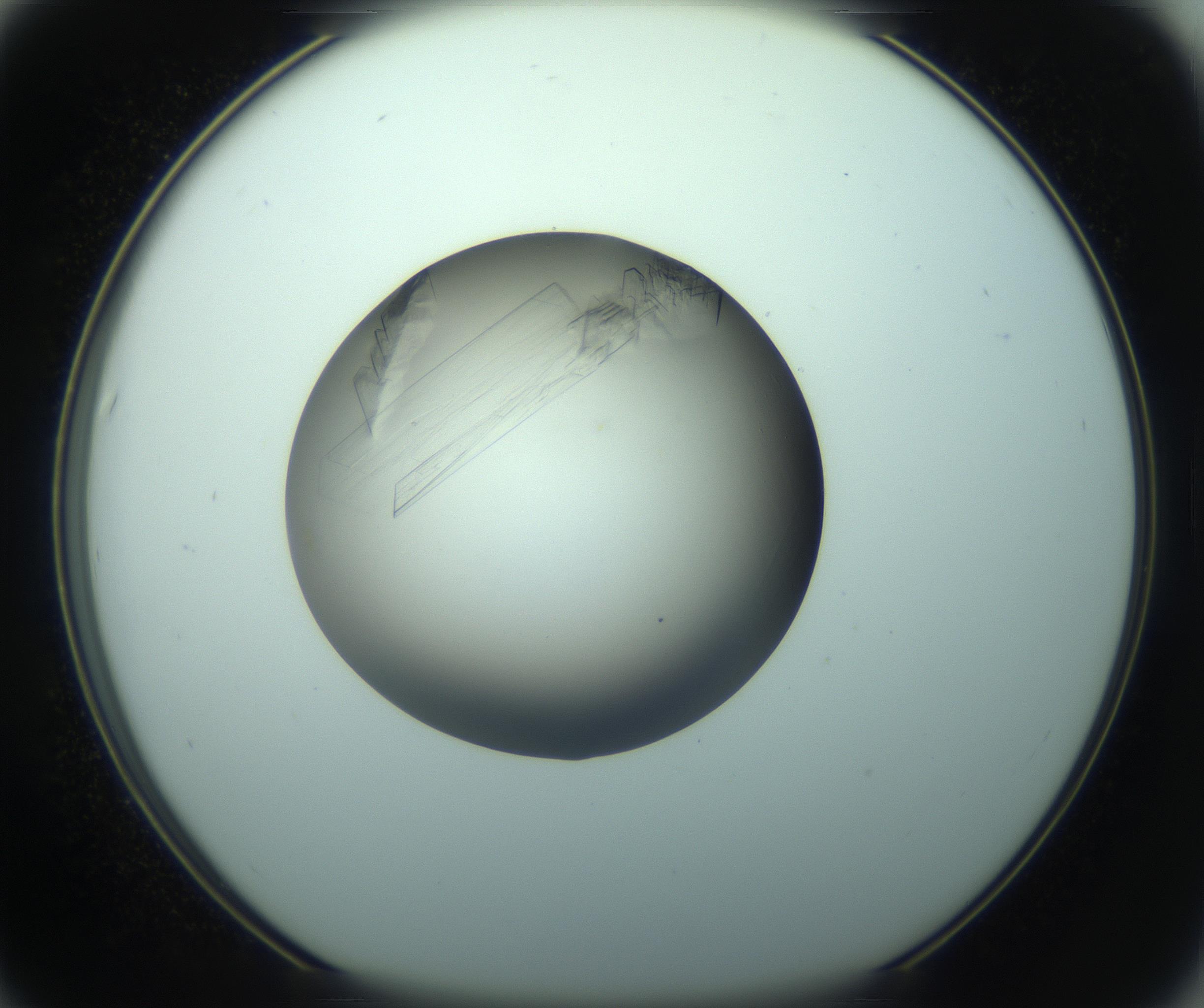 RI01_03_000_0212_Proj1_Clon1_MC_0000MC103242_004_170206_07_06_01_00_99_002_001_RAI.jpg