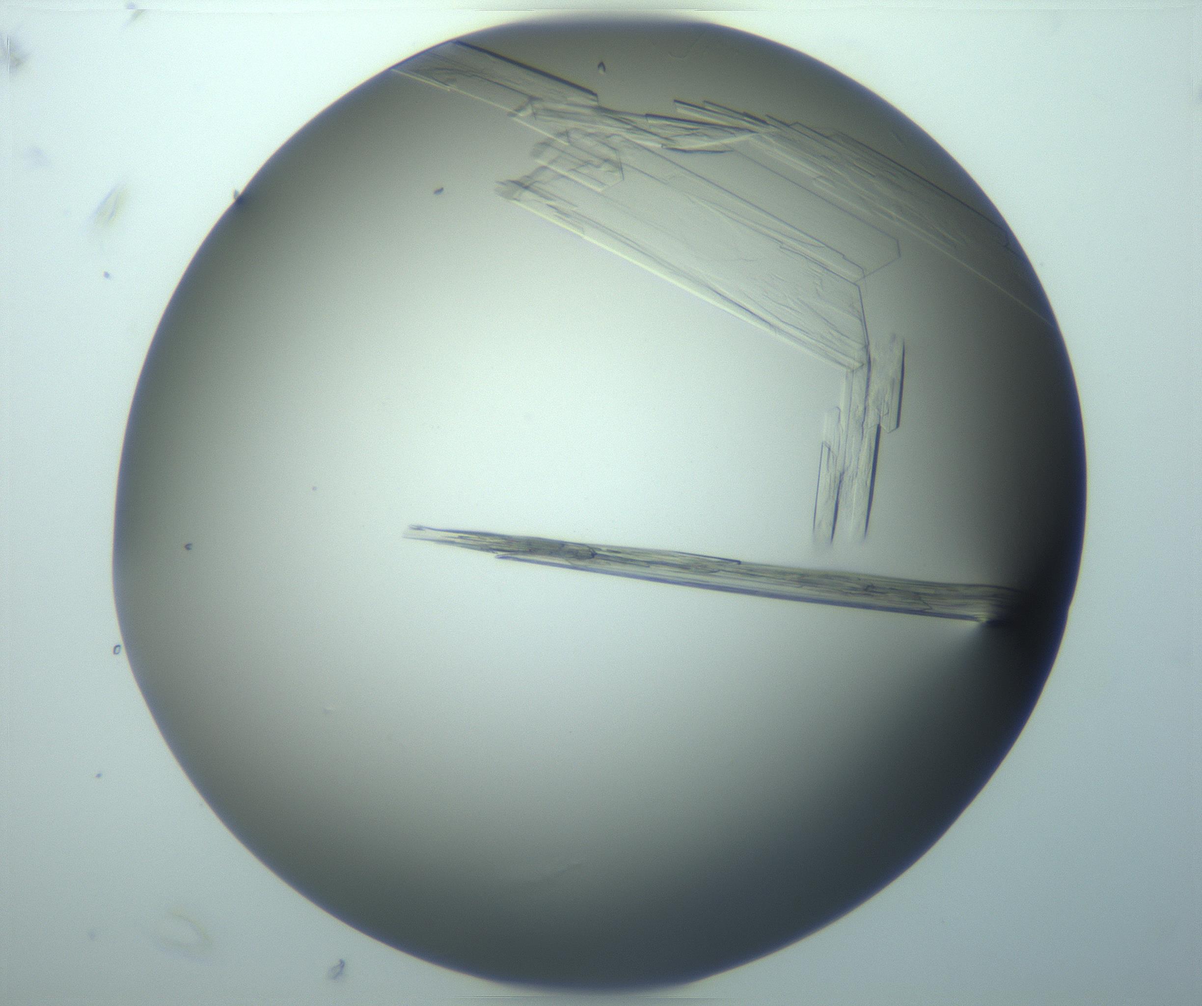 RI01_03_000_0212_Proj1_Clon1_MC_0000MC103242_004_170206_07_06_02_00_99_002_001_RAI.jpg