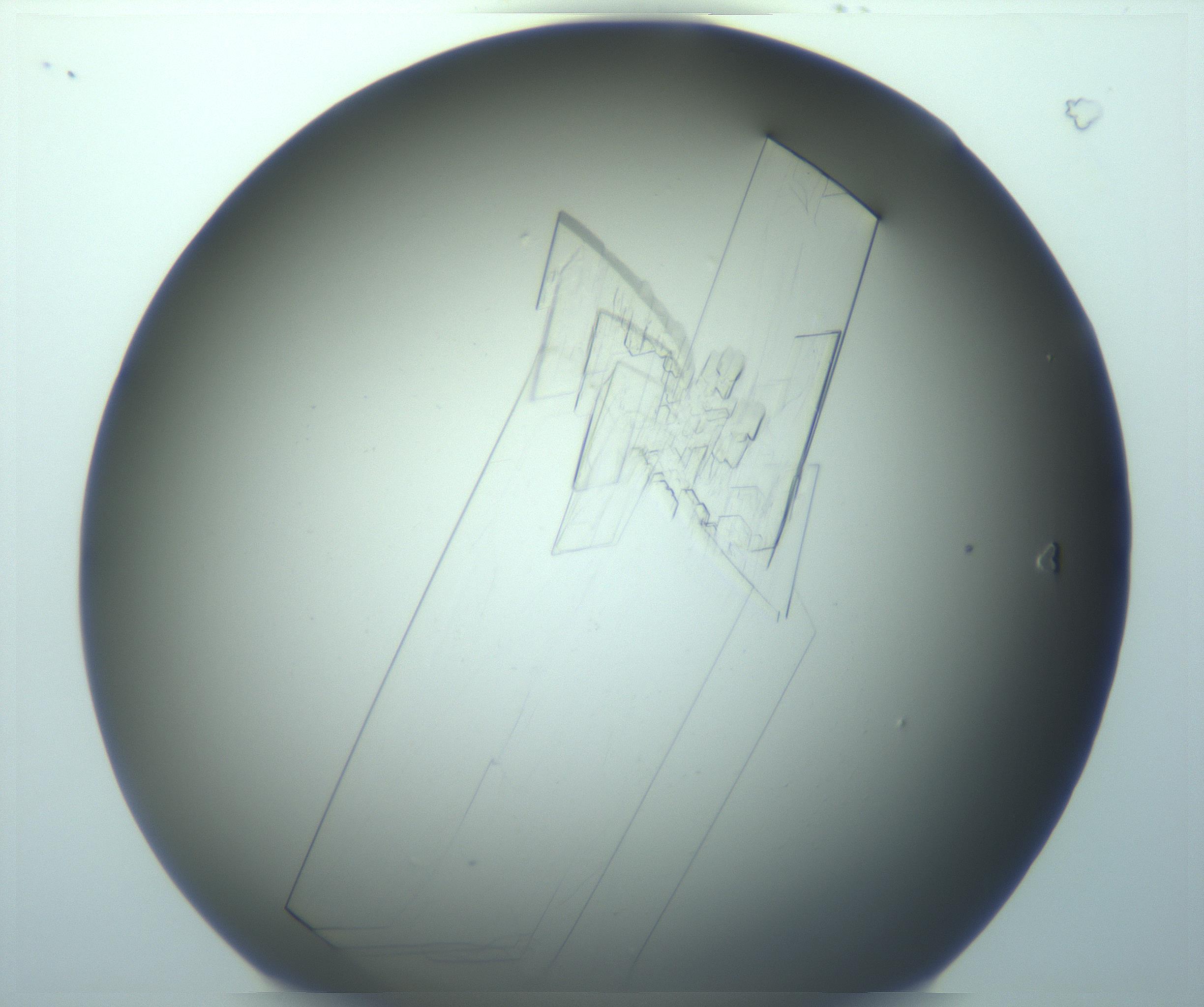 RI01_03_000_0212_Proj1_Clon1_MC_0000MC103242_004_170206_08_01_01_00_99_002_001_RAI.jpg