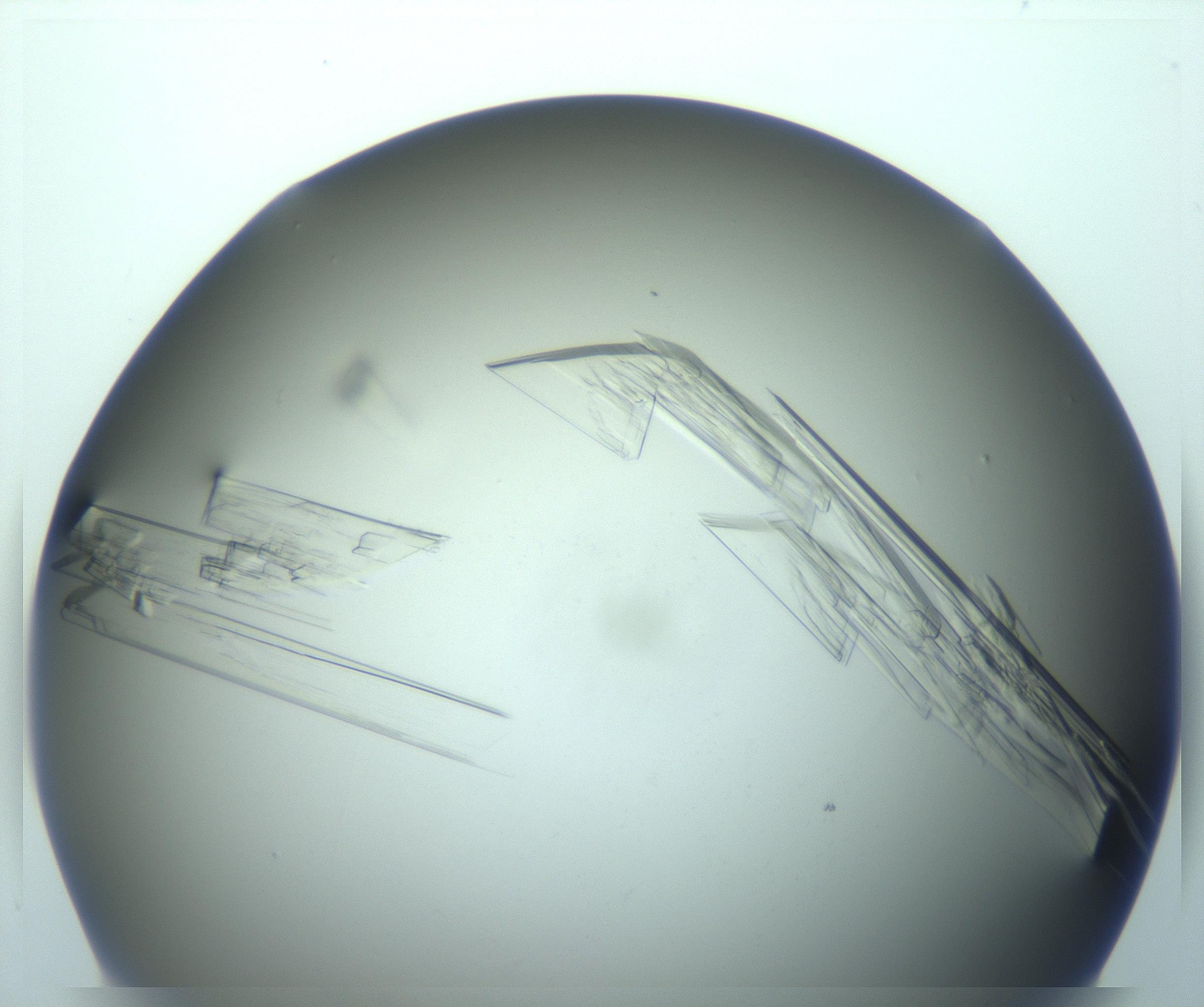 RI01_03_000_0212_Proj1_Clon1_MC_0000MC103242_004_170206_08_01_02_00_99_002_001_RAI.jpg