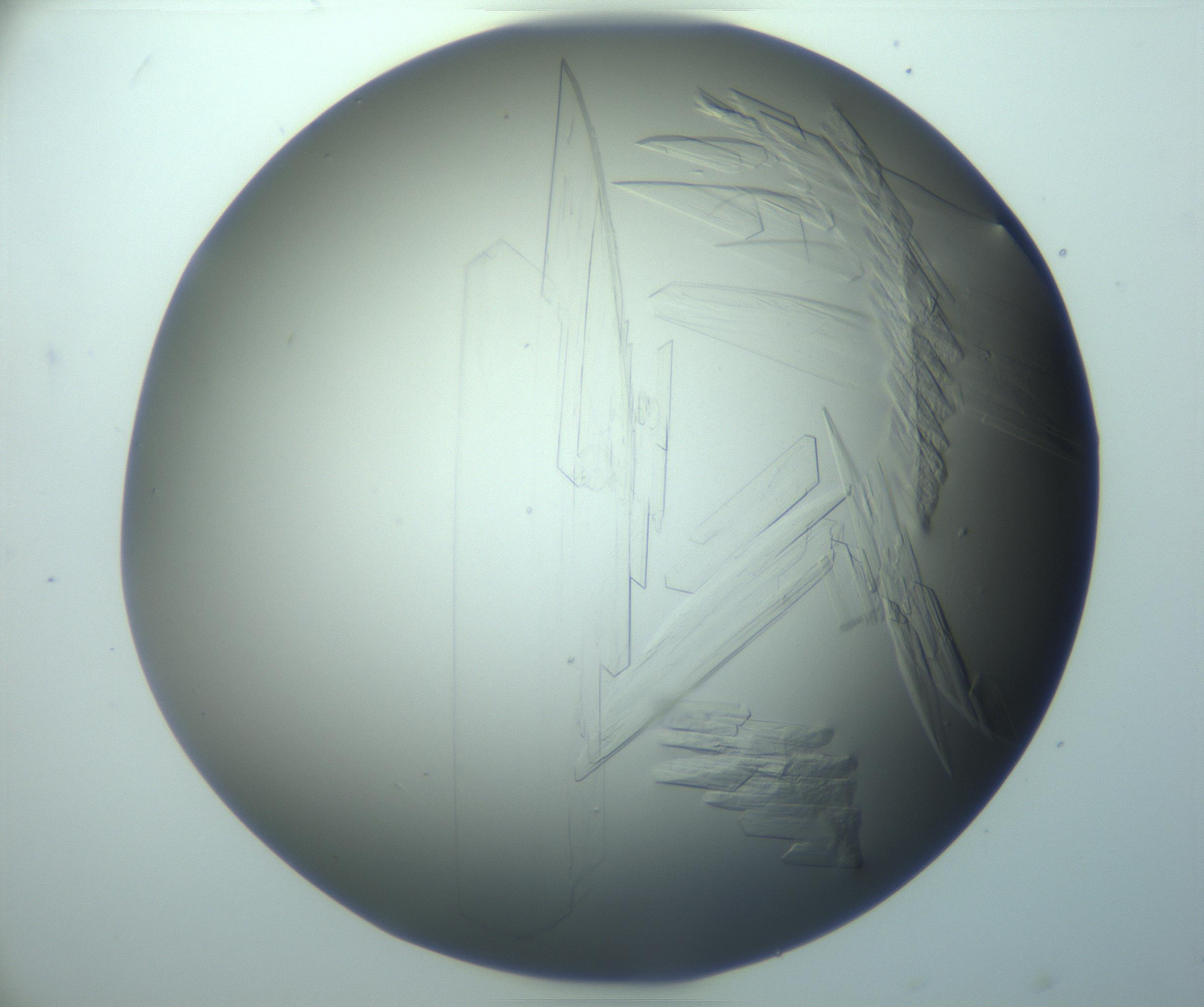 RI01_03_000_0212_Proj1_Clon1_MC_0000MC103242_004_170206_09_07_02_00_99_002_001_RAI.jpg