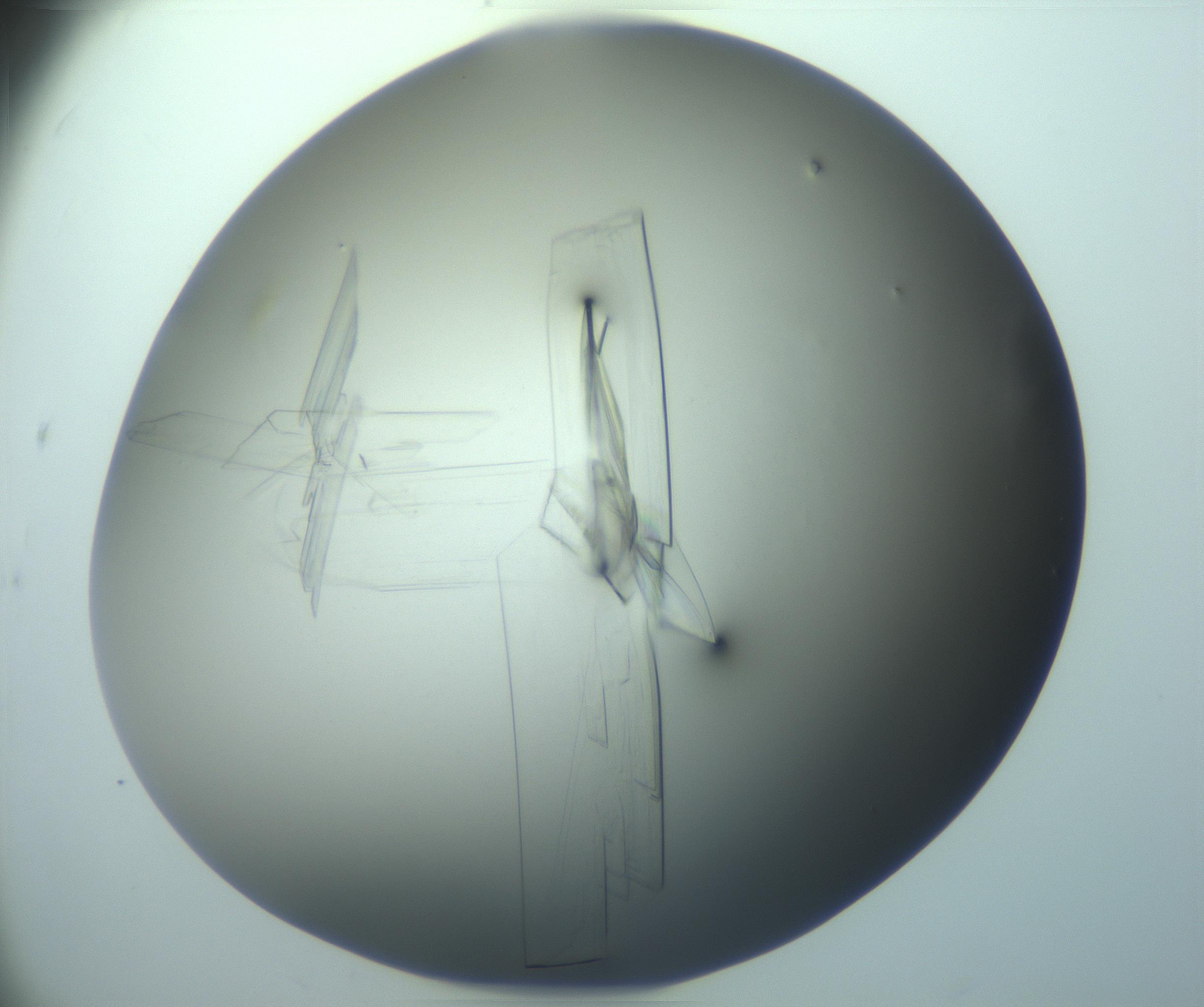 RI01_03_000_0212_Proj1_Clon1_MC_0000MC103242_004_170206_09_08_02_00_99_002_001_RAI.jpg