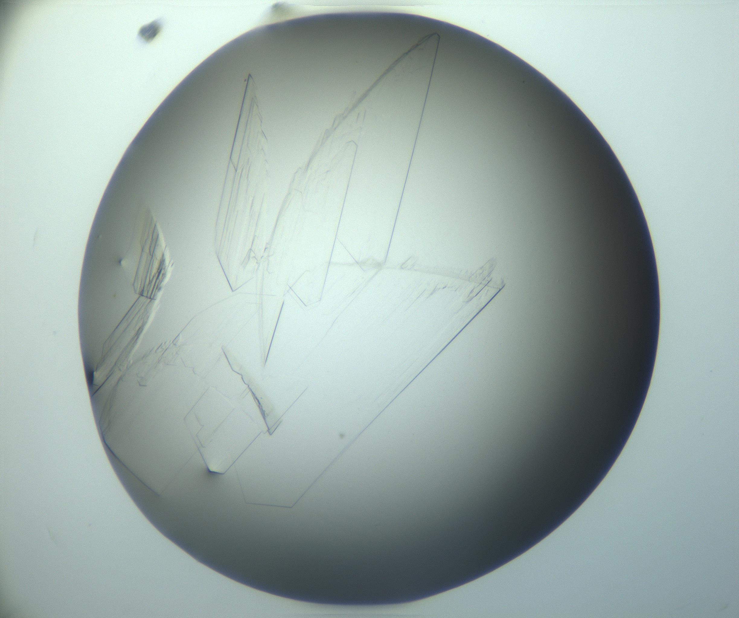 RI01_03_000_0212_Proj1_Clon1_MC_0000MC103242_004_170206_10_05_02_00_99_002_001_RAI.jpg