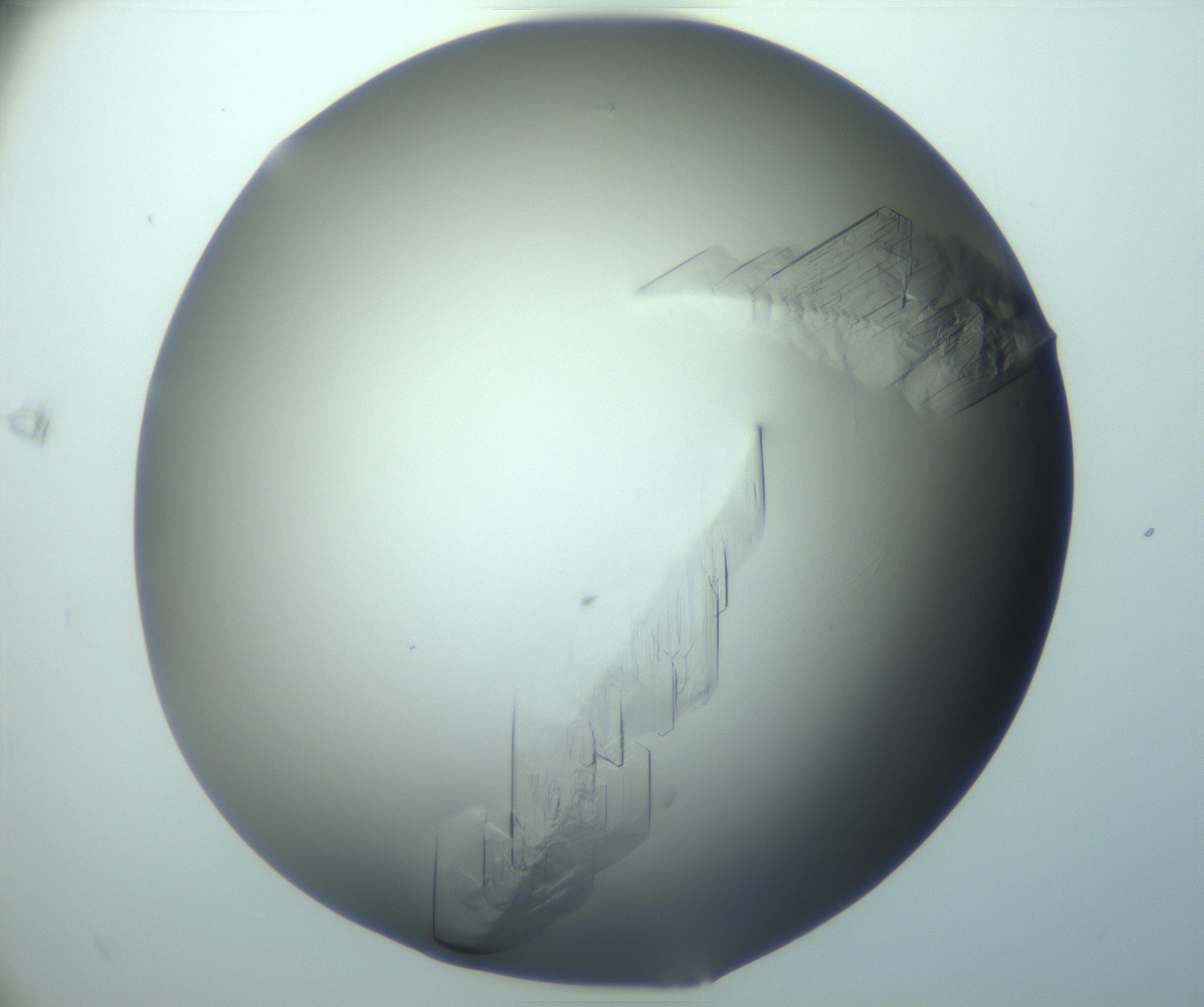 RI01_03_000_0212_Proj1_Clon1_MC_0000MC103242_004_170206_11_07_02_00_99_002_001_RAI.jpg